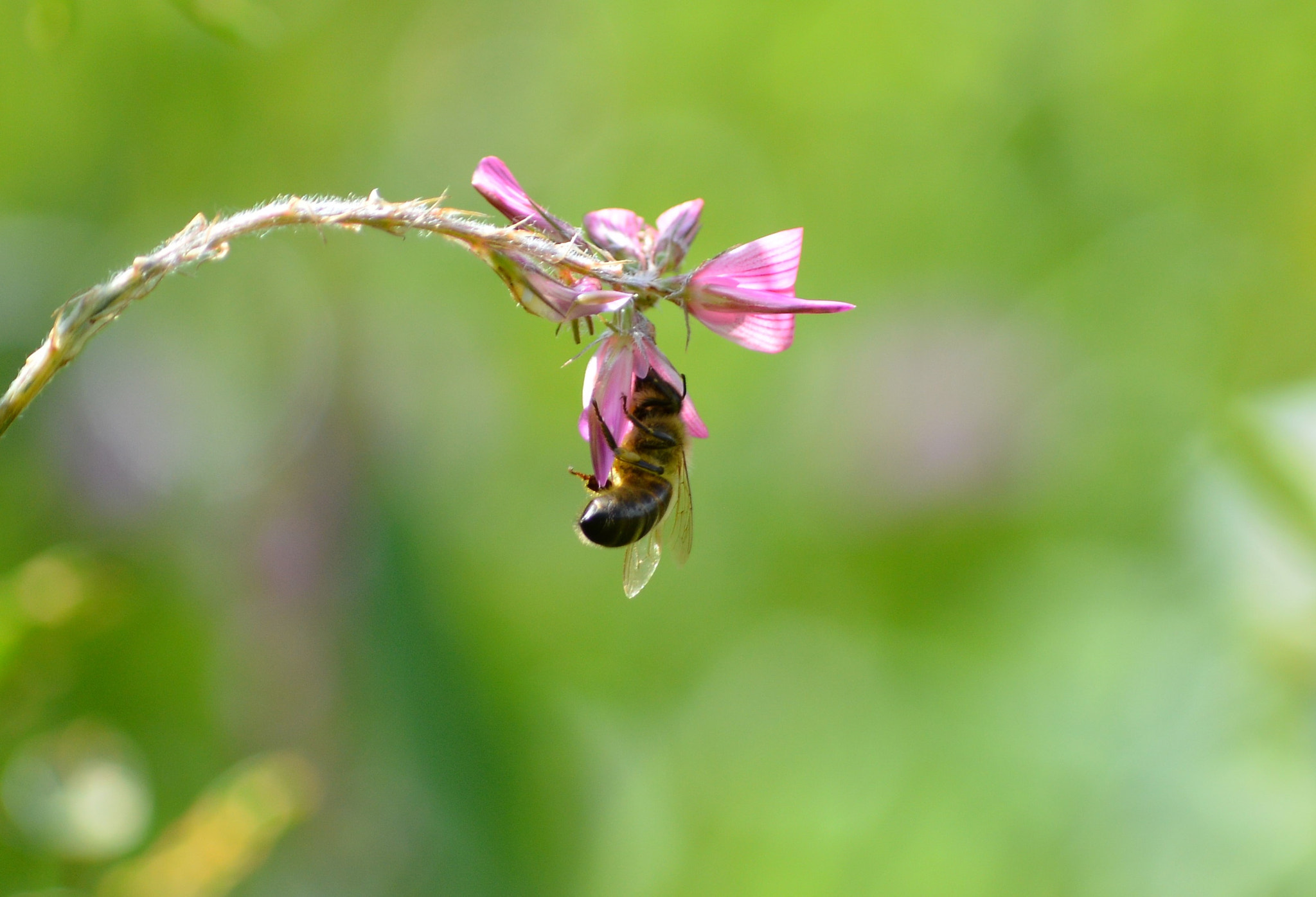 Nikon D3200 sample photo