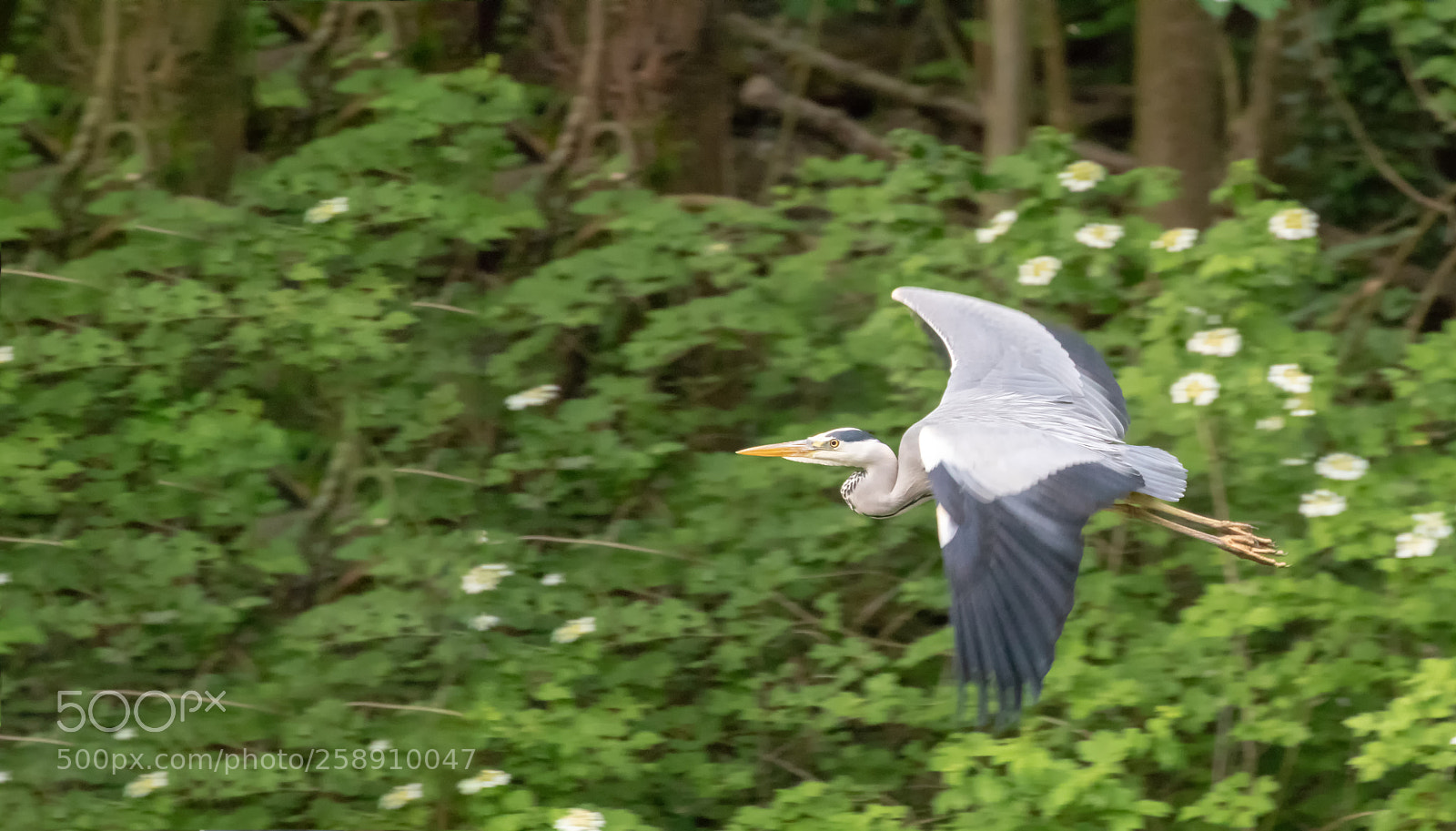 Canon EOS 80D sample photo. Fischreiher photography