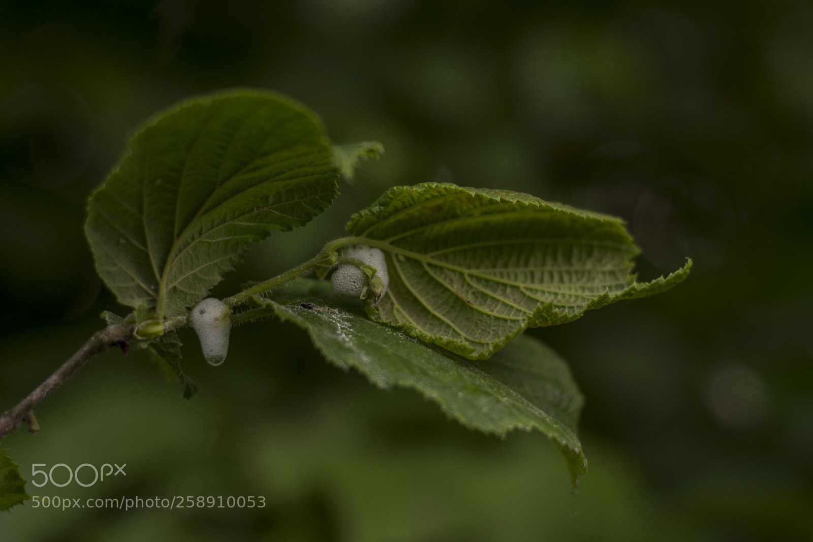Nikon D5200 sample photo. Dans la villespringnivelles photography