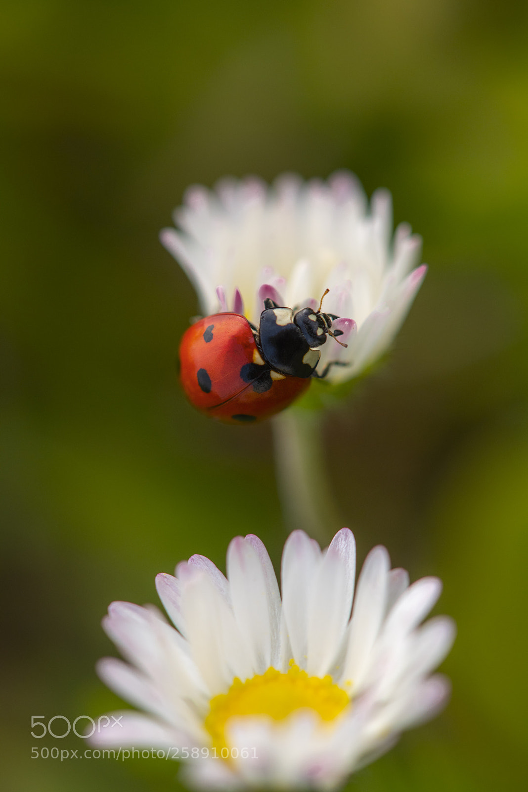 Nikon D750 sample photo. Ladybug photography