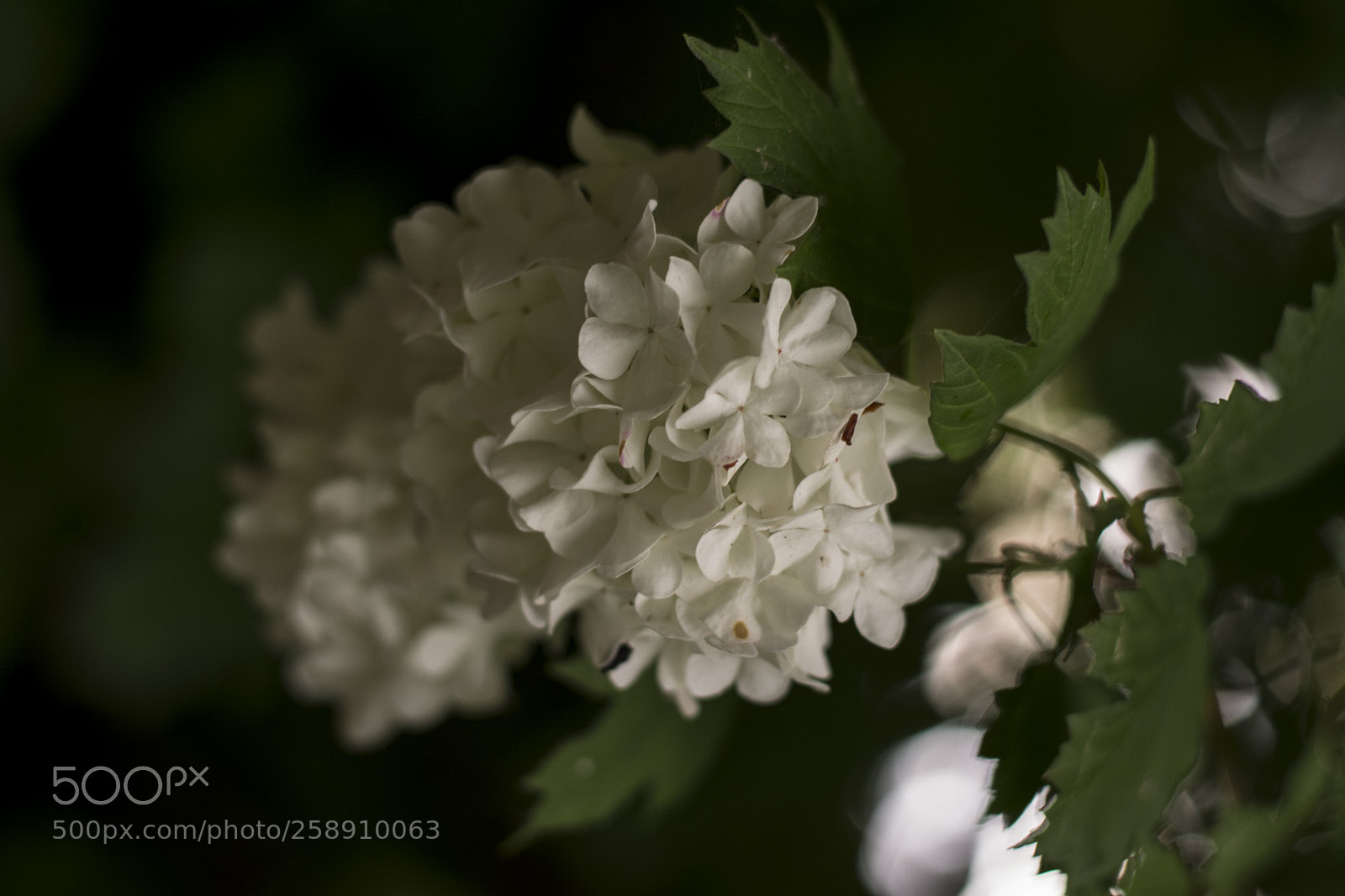 Nikon D5200 sample photo. Dans la villespringnivelles photography