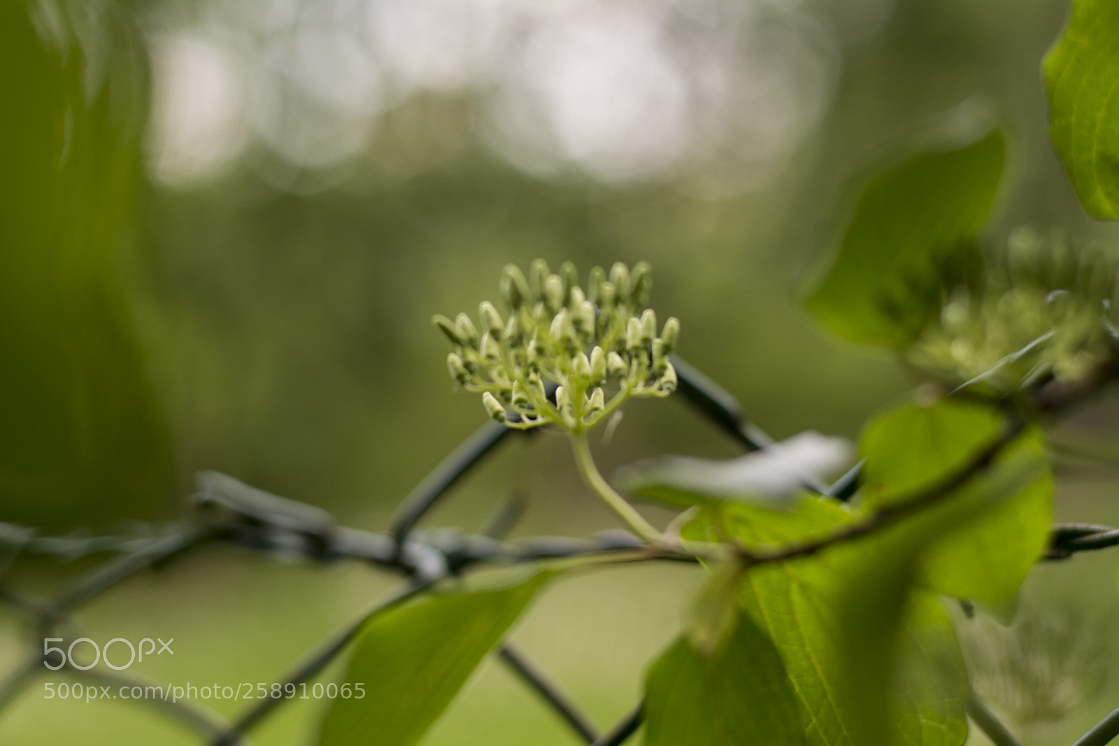 Nikon D5200 sample photo. Dans la villespringnivelles photography