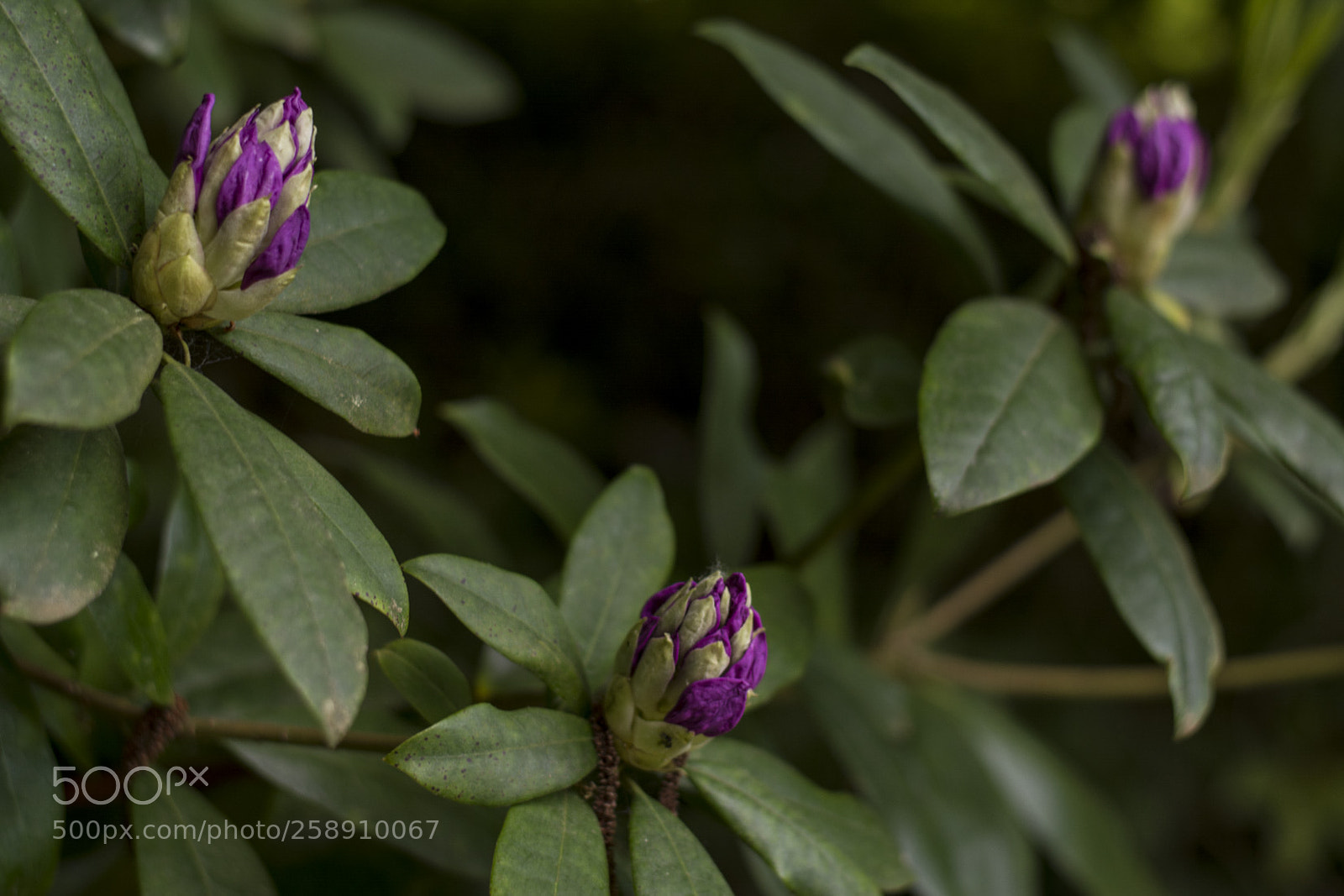 Nikon D5200 sample photo. Dans la villespringnivelles photography