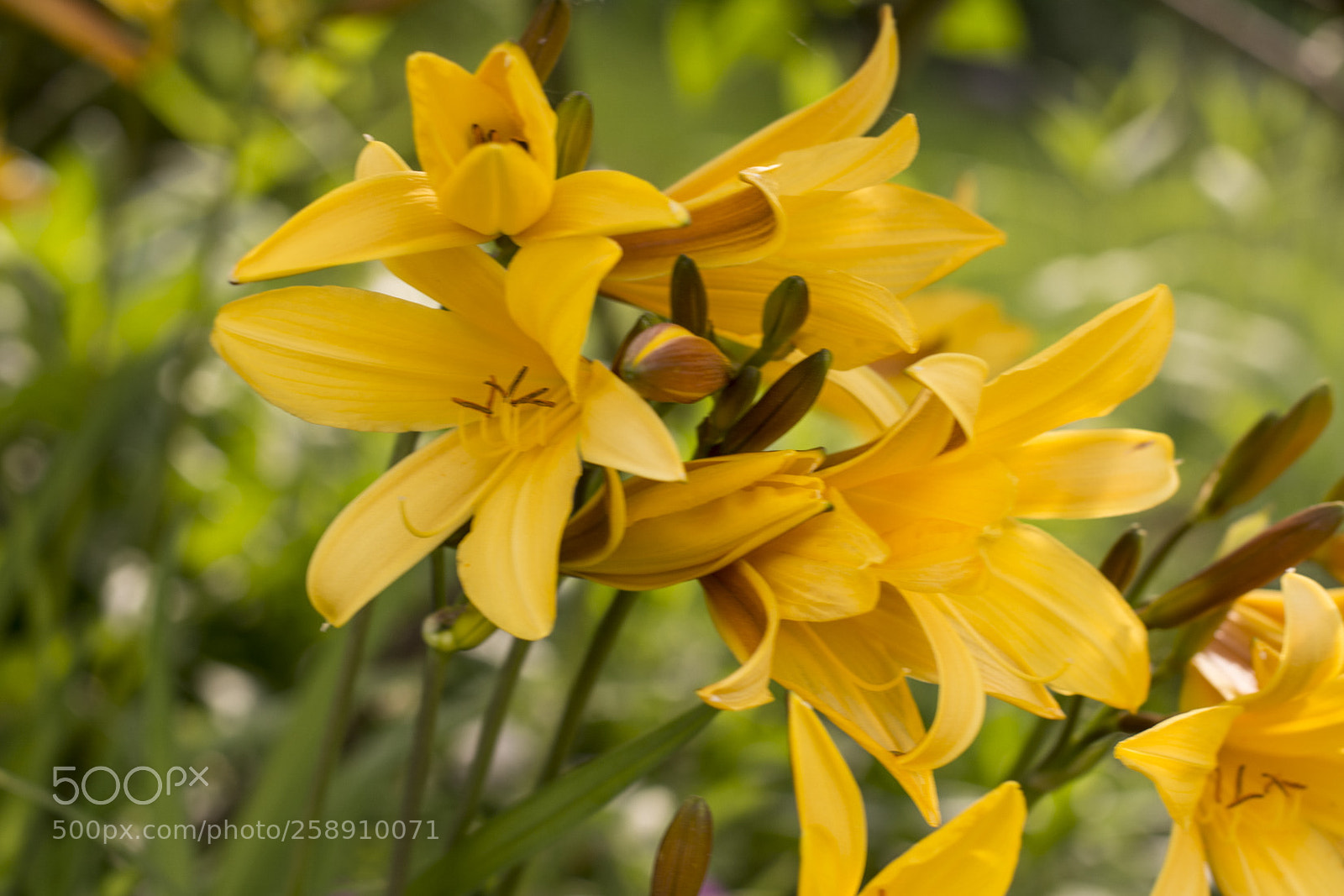 Nikon D5200 sample photo. Dans la villespringnivelles photography