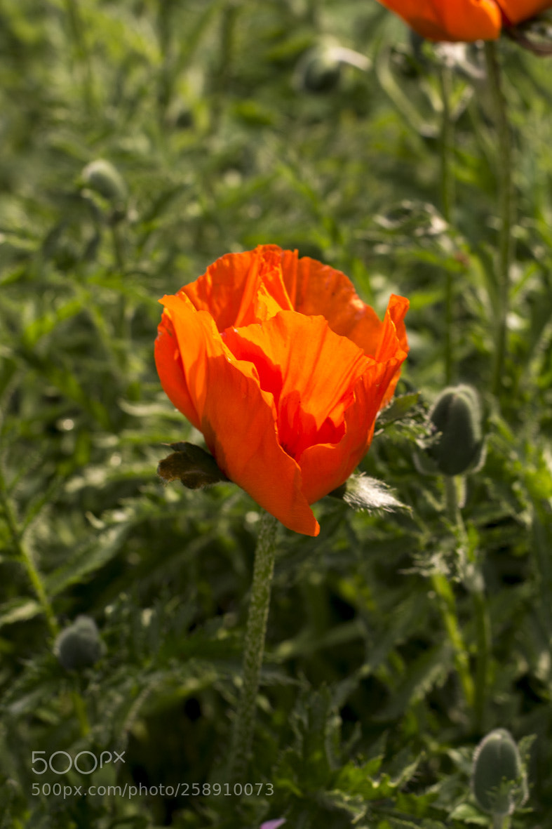 Nikon D5200 sample photo. Dans la villespringnivelles photography