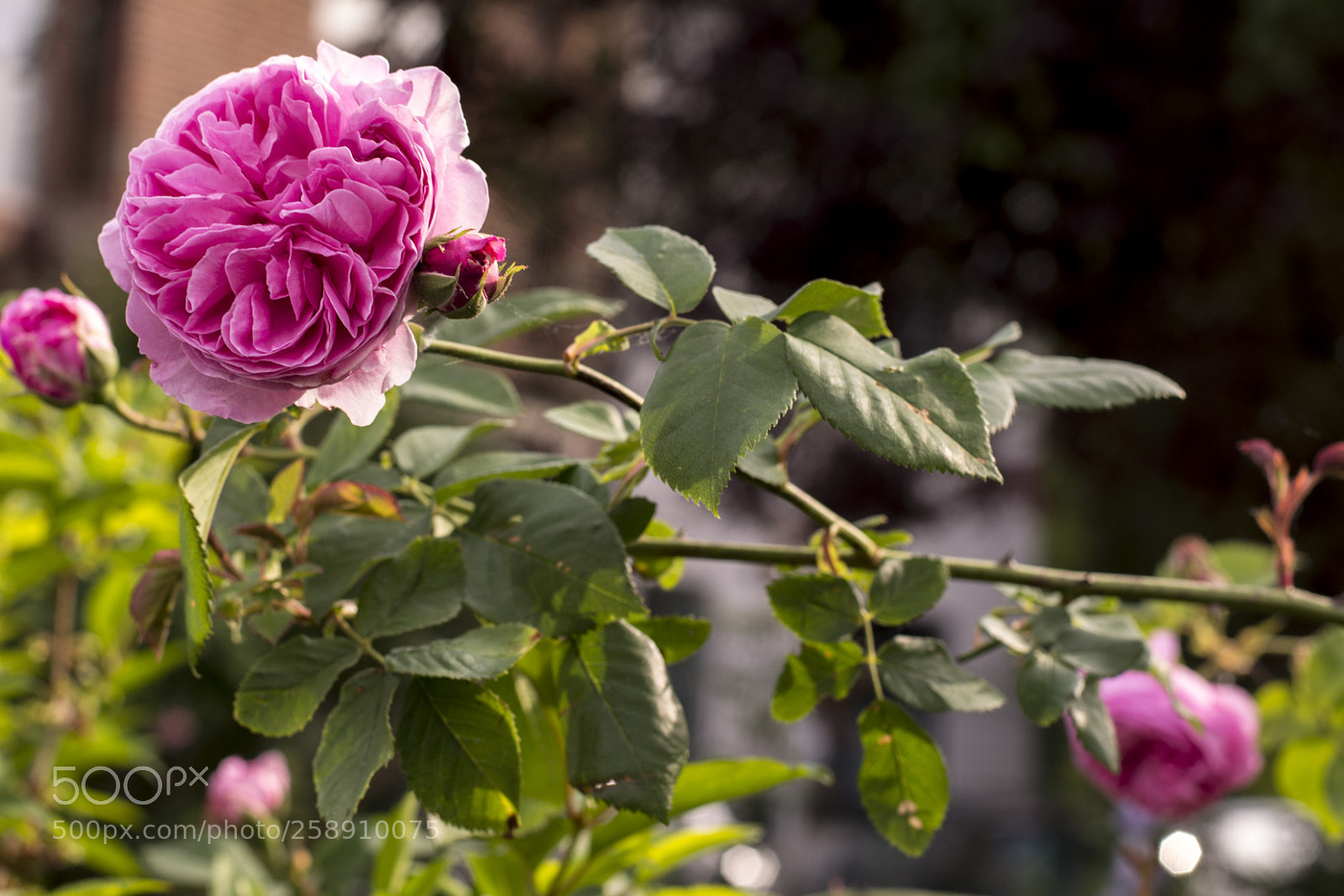 Nikon D5200 sample photo. Dans la villespringnivelles photography