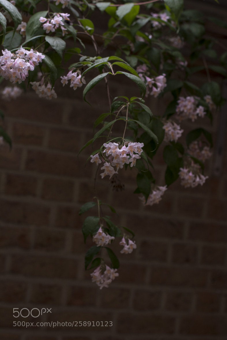 Nikon D5200 sample photo. Dans la villespringnivelles photography