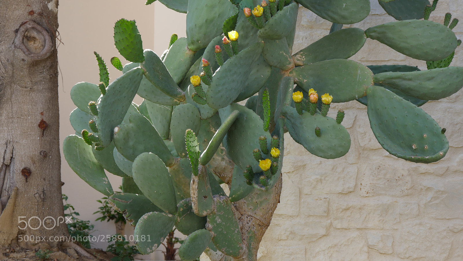 Panasonic Lumix DMC-GX8 sample photo. Cactus photography