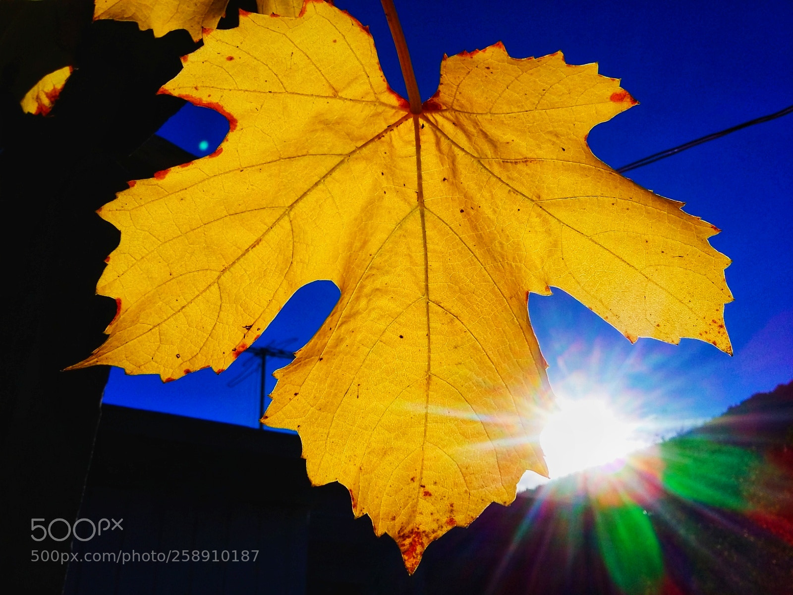 Samsung Galaxy Grand Prime sample photo. Yellow leaf photography