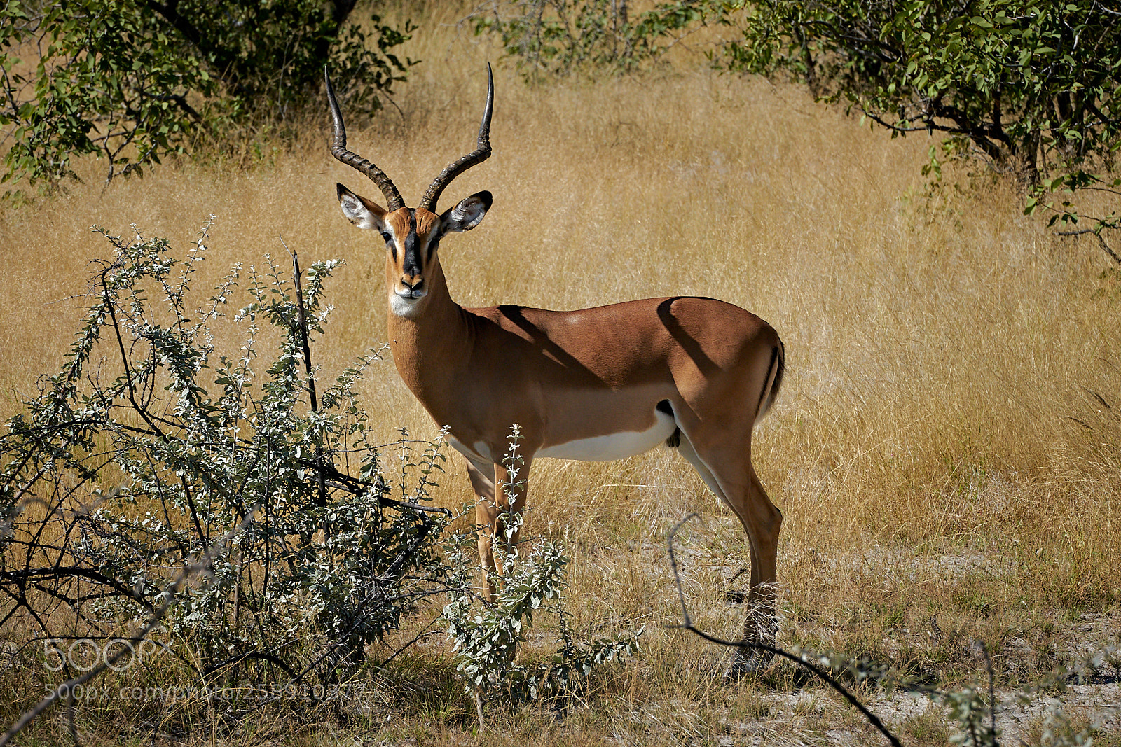 Sony a7R II sample photo. Black nosed impala photography
