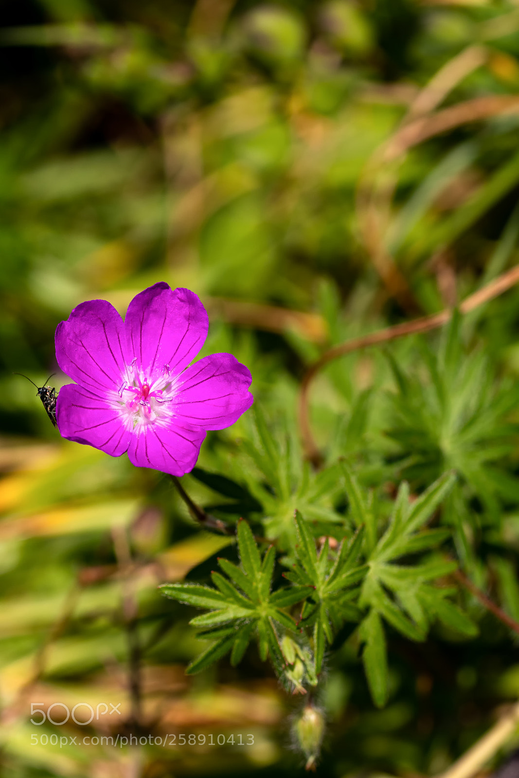 Canon EOS 80D sample photo. Flower&insect photography