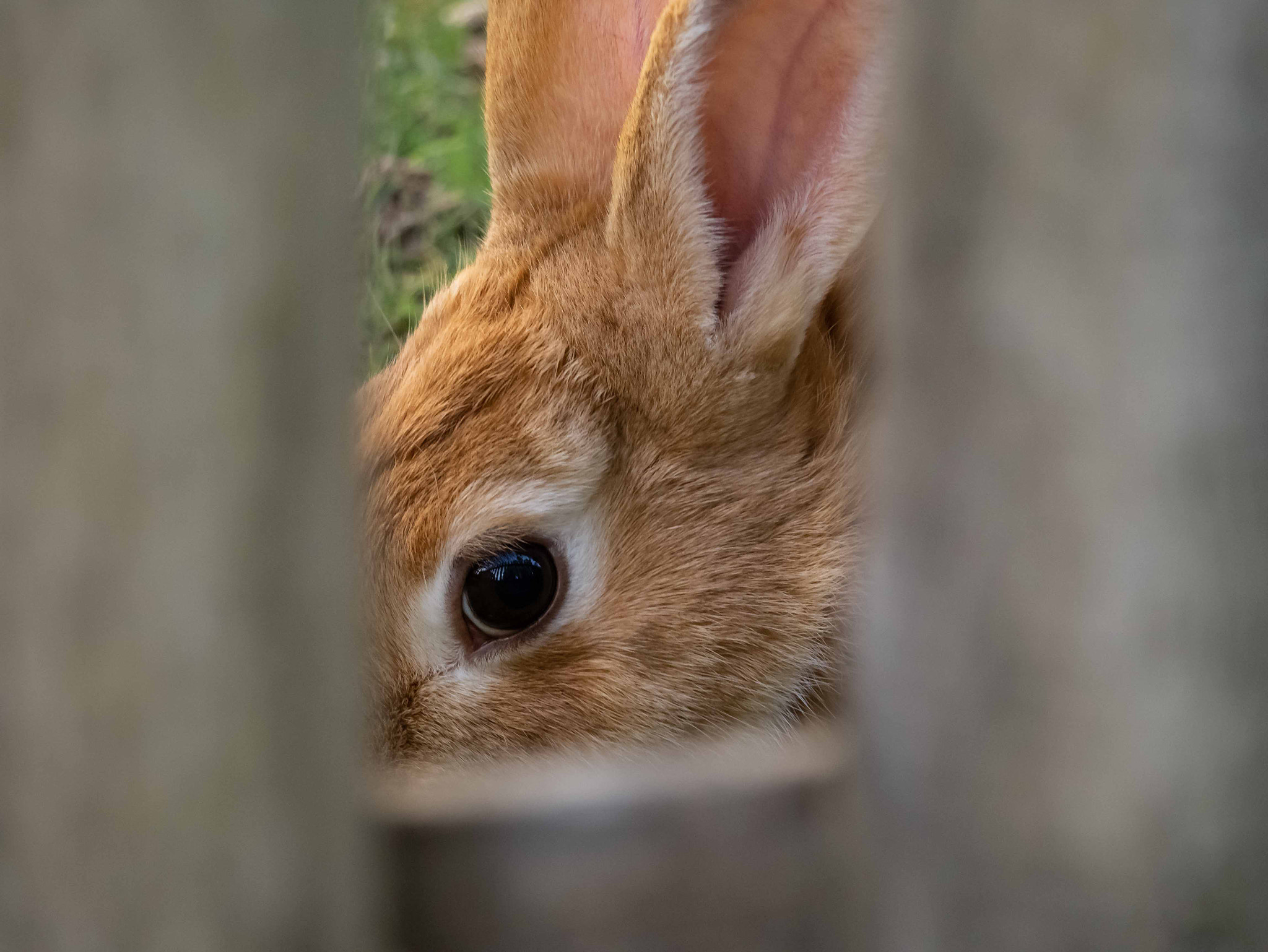 Panasonic DMC-G81 sample photo. Behind the fence photography