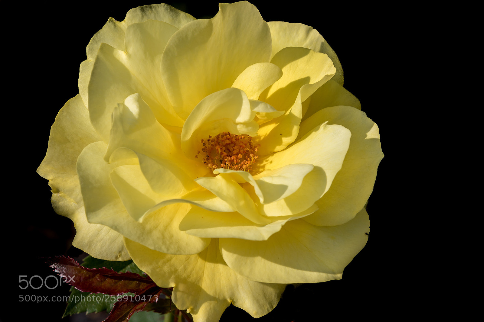Canon EOS 7D Mark II sample photo. Yellow rose photography