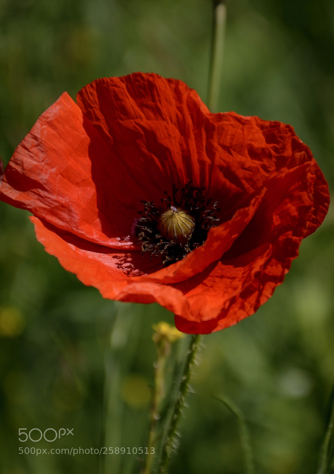 Nikon D7000 sample photo. Flowers in harz  photography