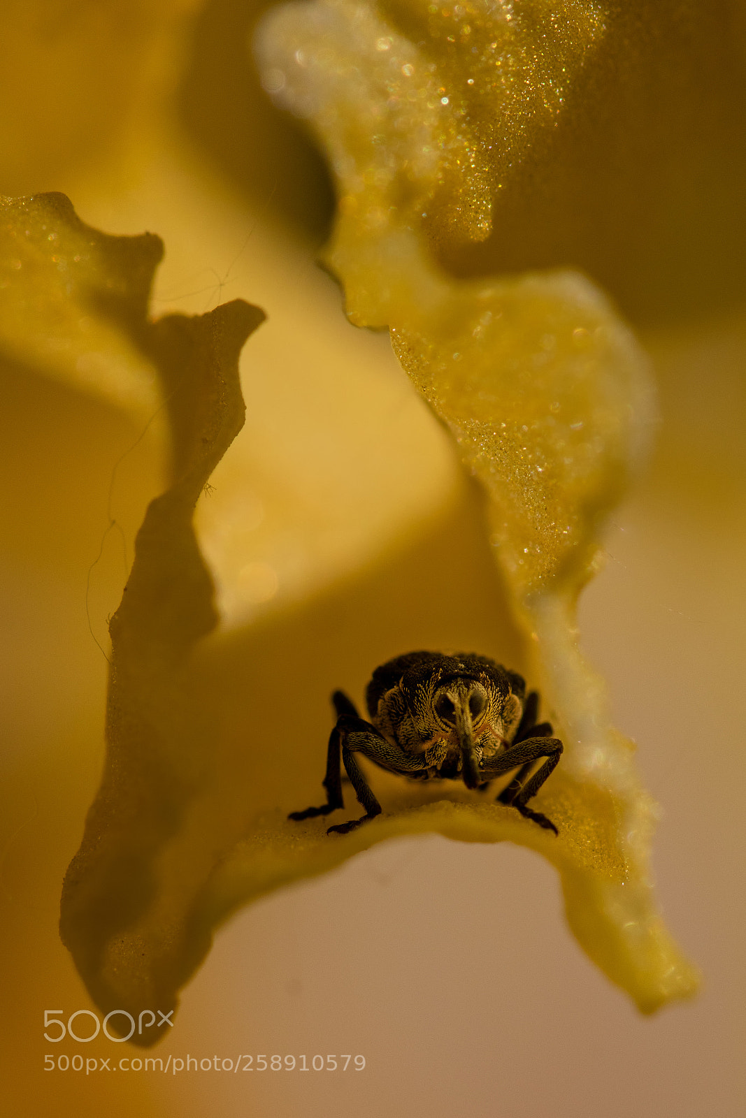 Canon EOS 80D sample photo. Bug photography