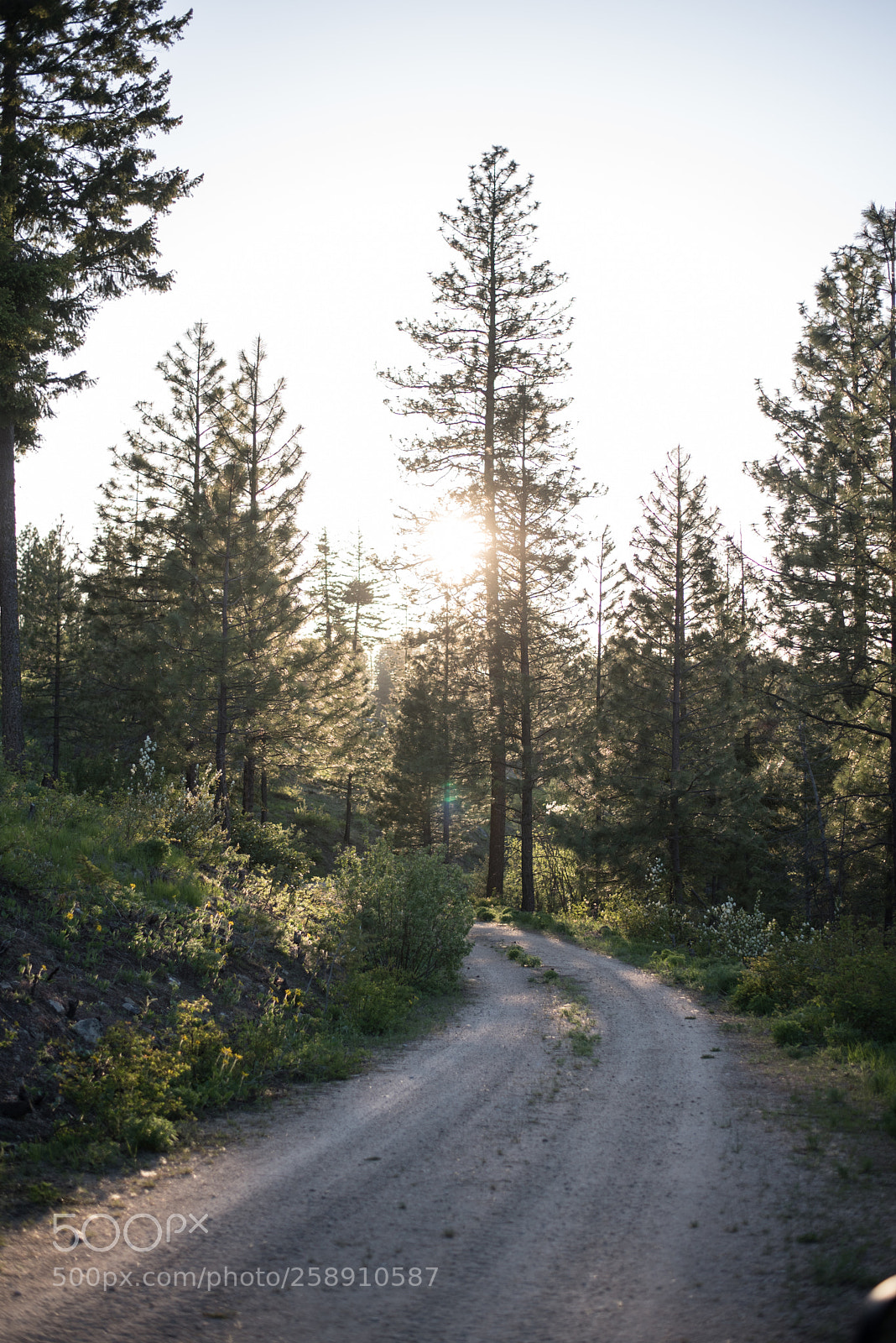 Nikon D750 sample photo. Unknown fs road photography