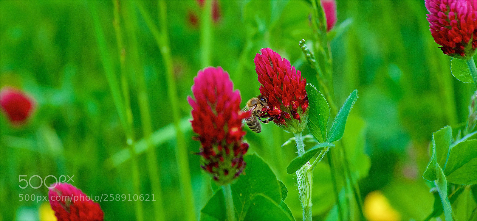 Pentax K-3 II sample photo. A bee at work photography