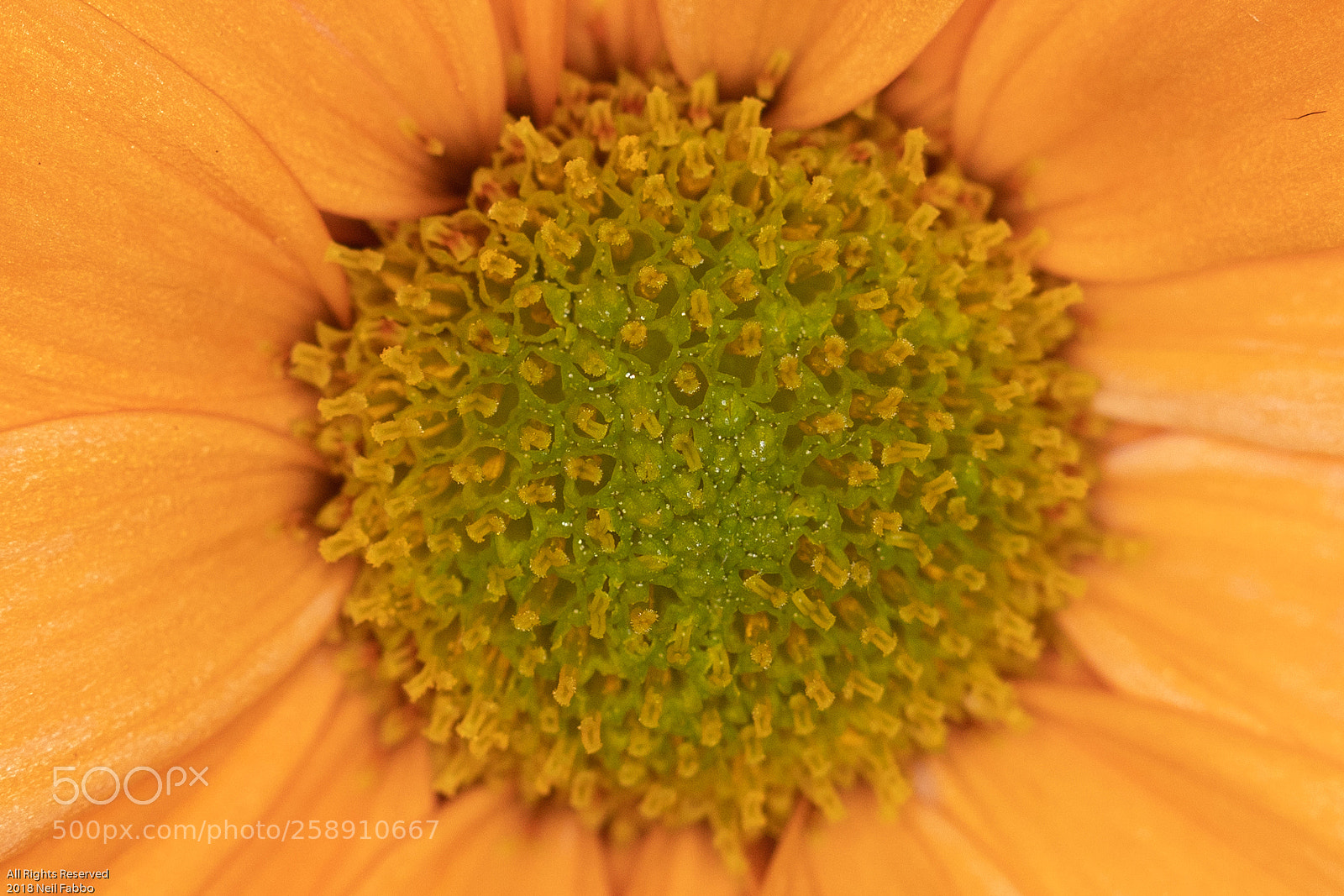 Canon EOS 5D Mark IV sample photo. Daisy mellon photography