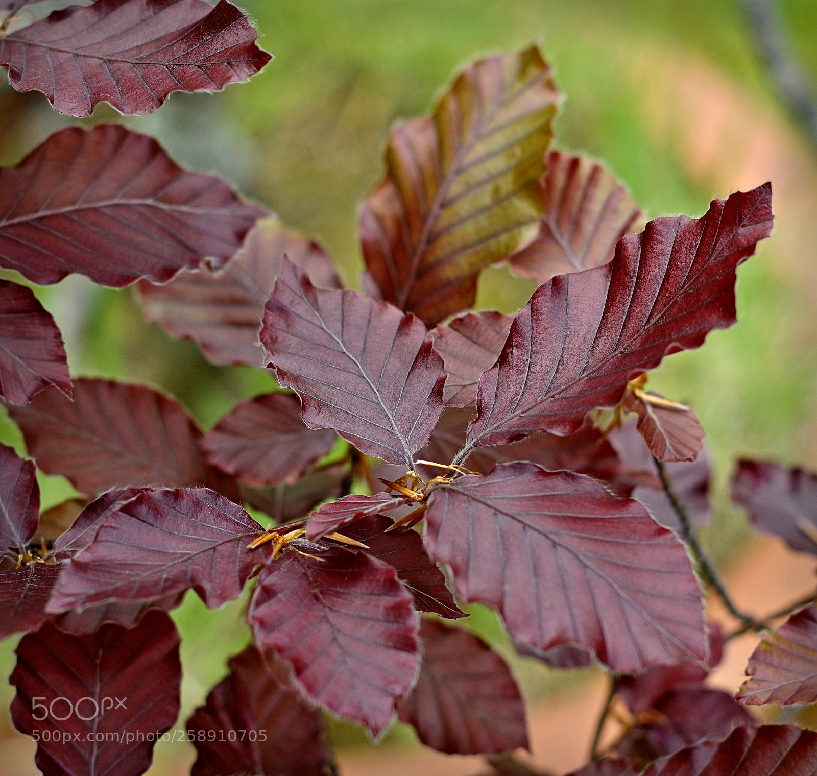 Pentax K-3 sample photo. Copper beech leaves photography