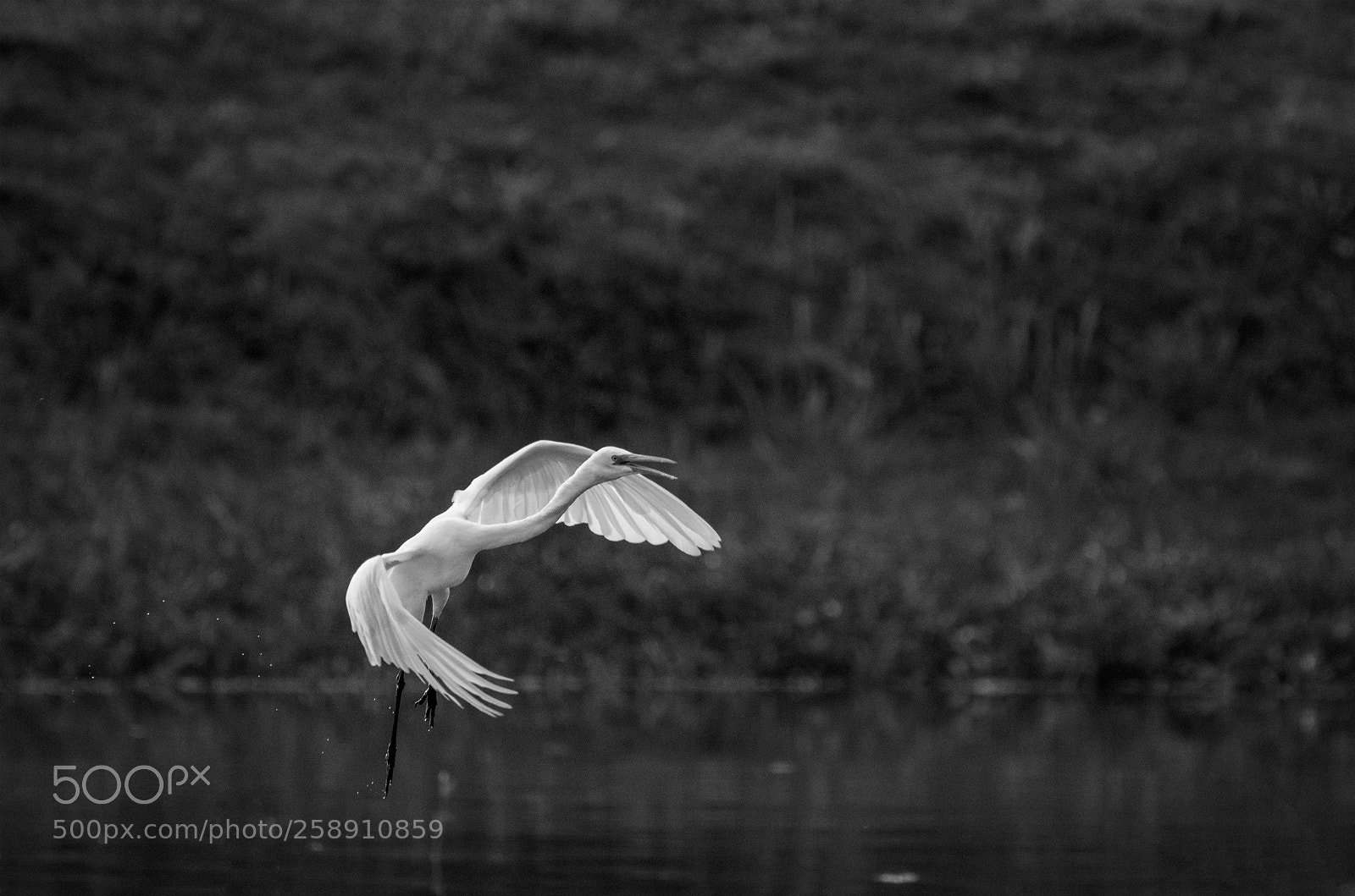 Nikon D7200 sample photo. The egret fly photography