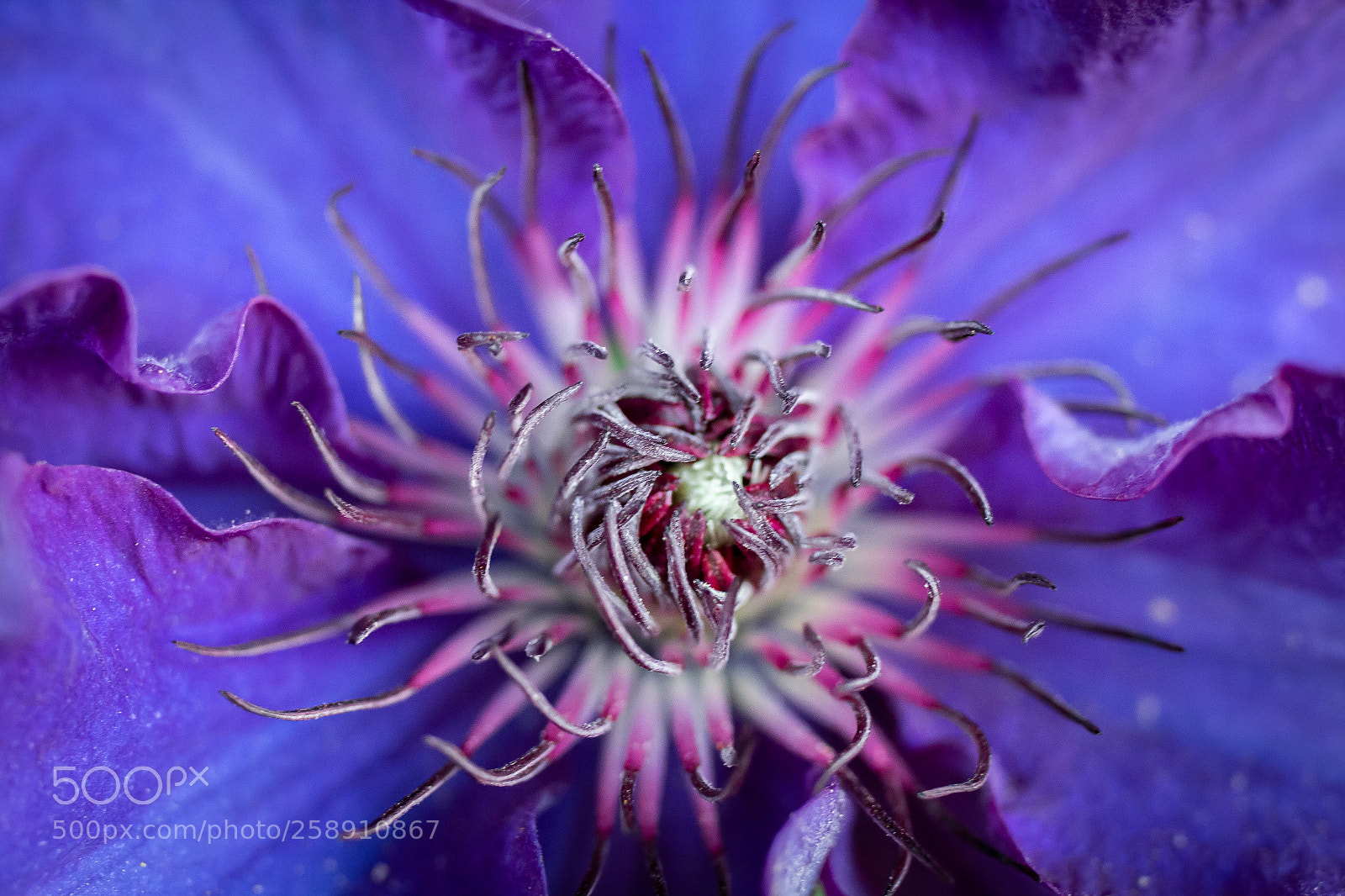 Canon EOS 70D sample photo. Blaue clematis photography