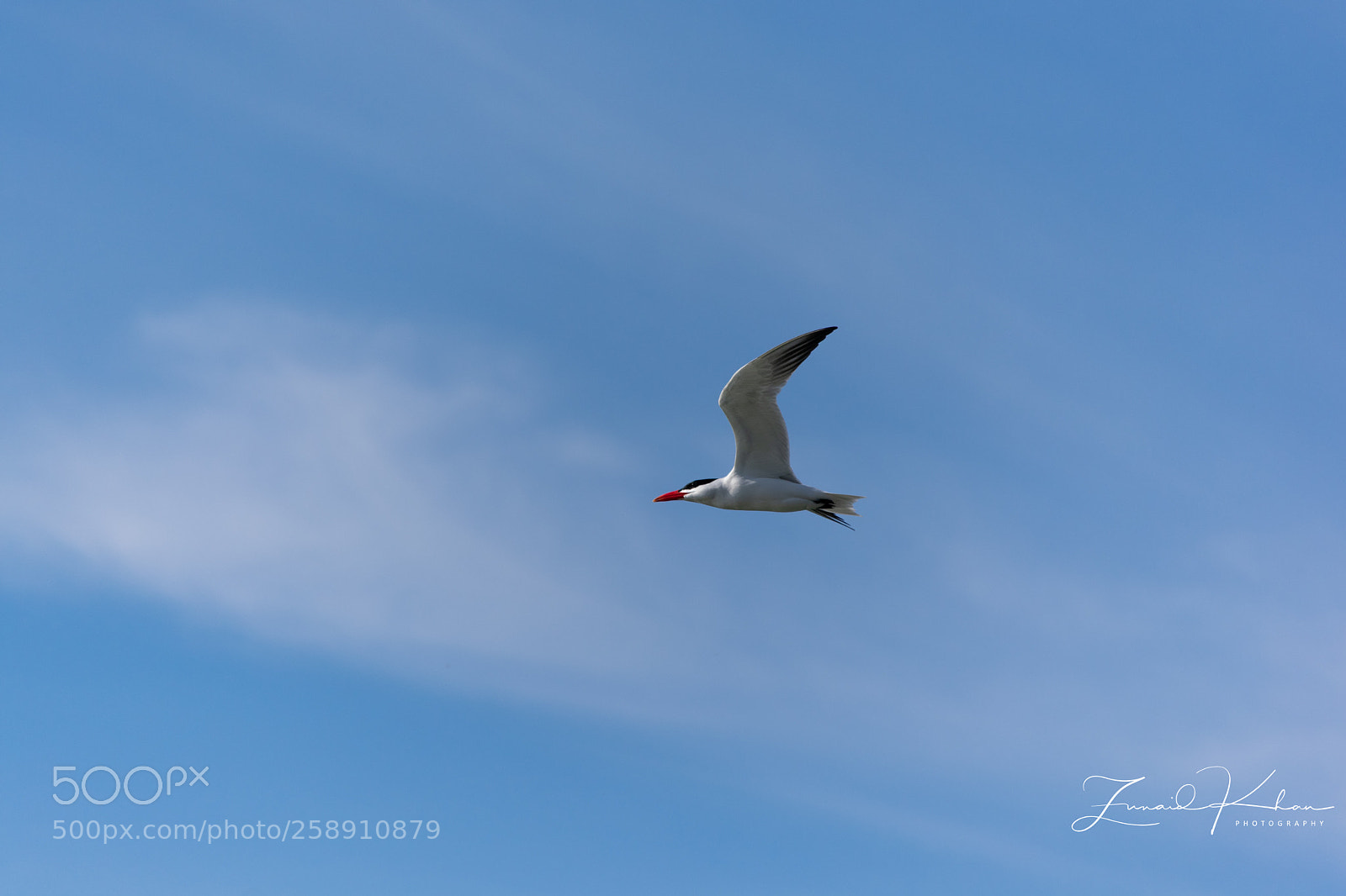 Nikon D3400 sample photo. Tern  photography