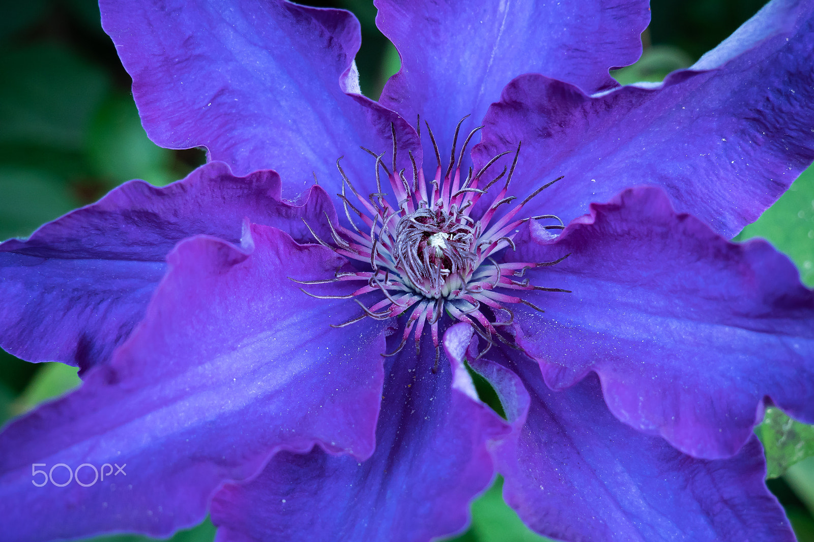 Panasonic Lumix DC-GX9 sample photo. Blaue clematis photography