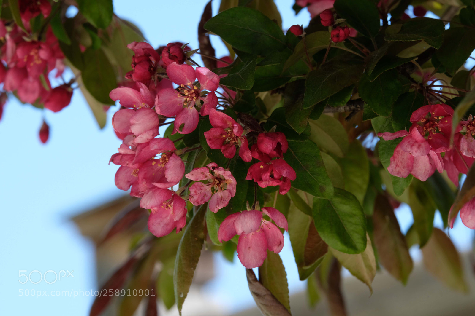 Fujifilm X-T2 sample photo. Blossoms  photography
