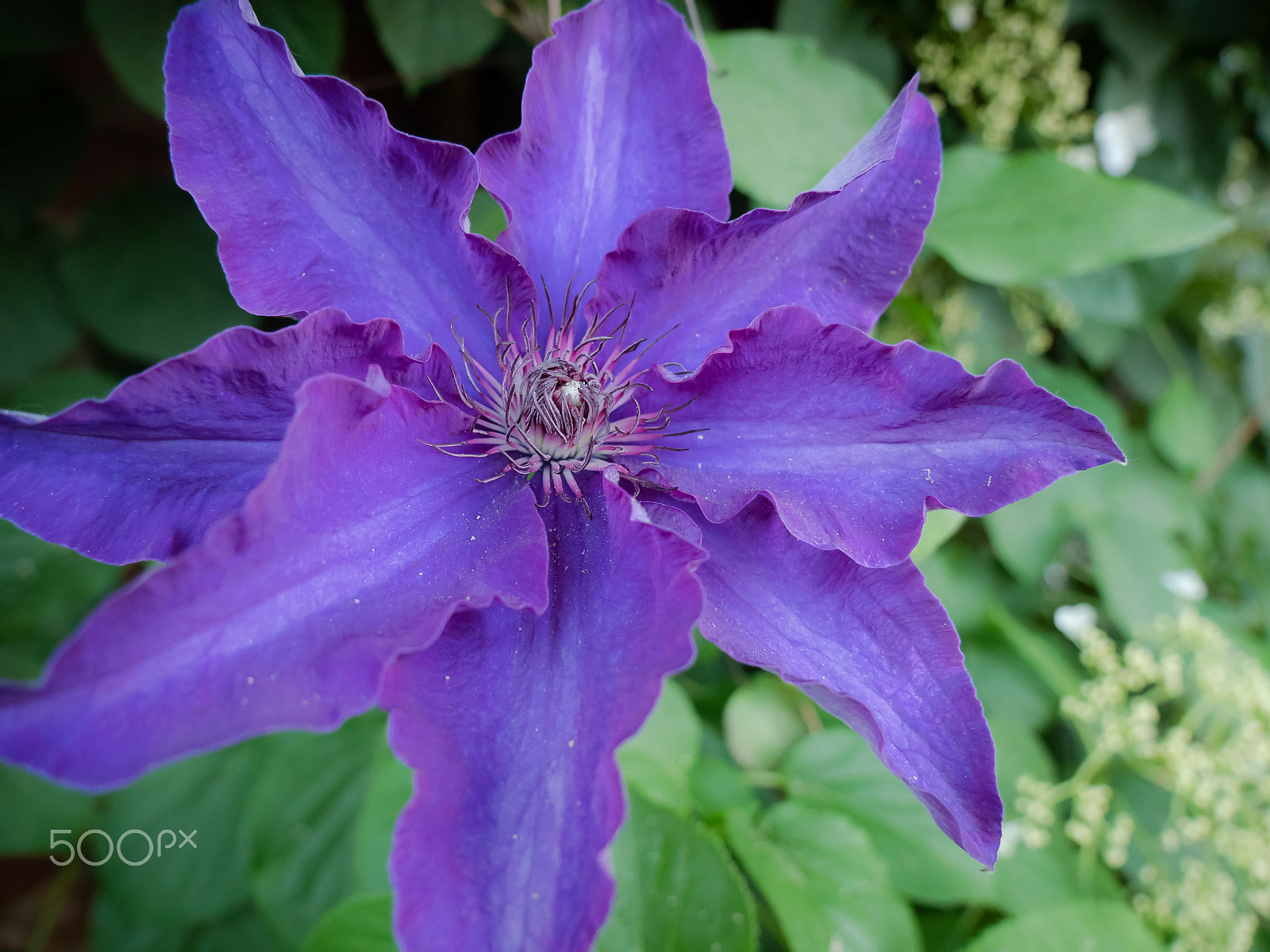 Panasonic Lumix DC-GX9 sample photo. Blaue clematis photography