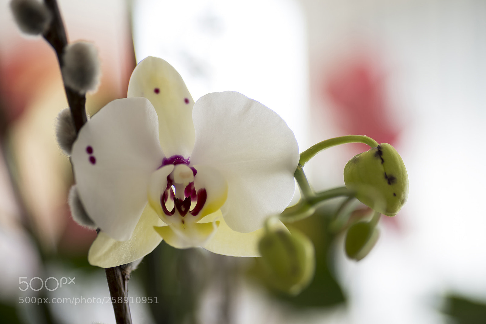 Pentax K-1 sample photo. Orchid blooming photography