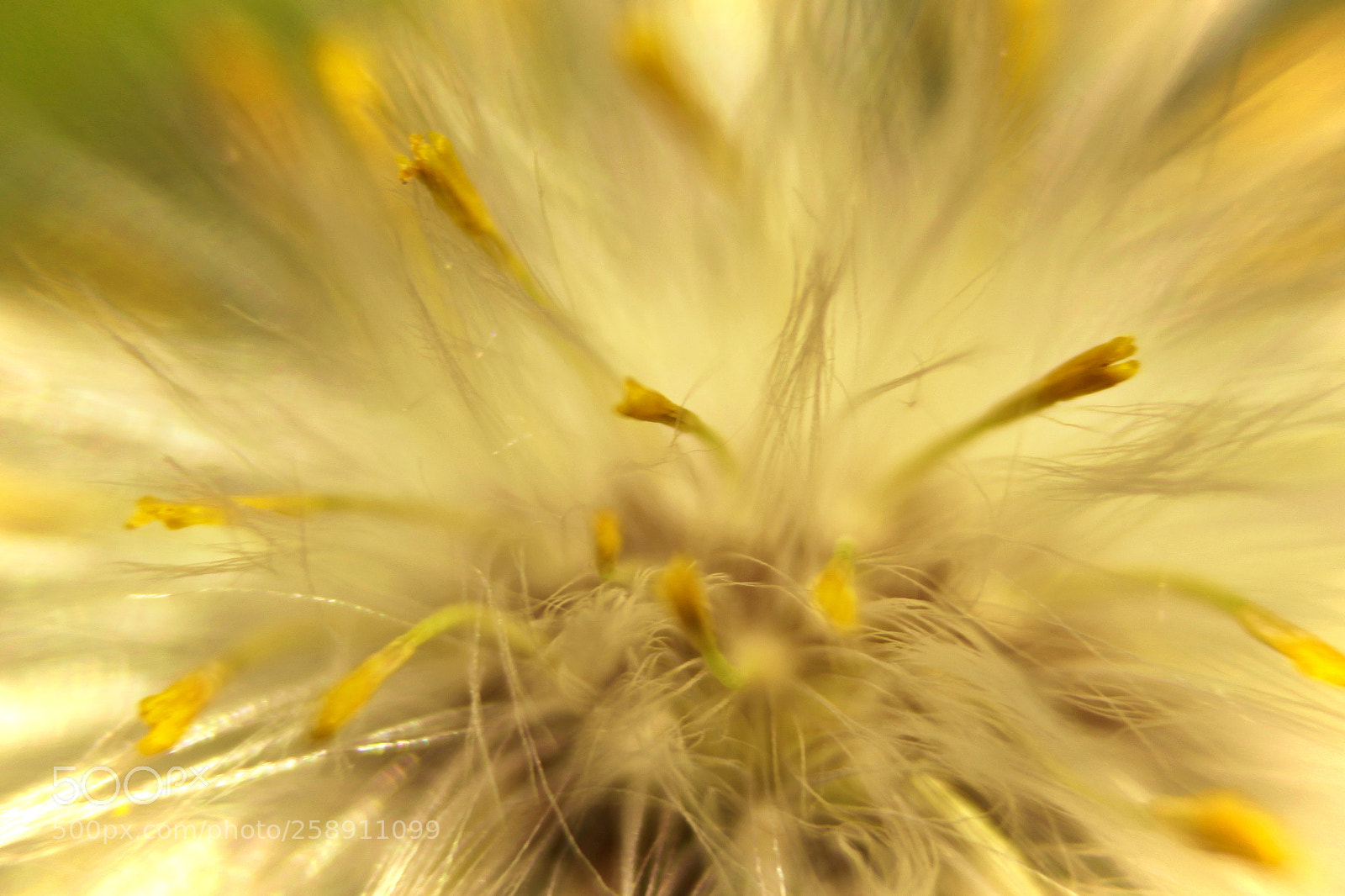Canon EOS 700D (EOS Rebel T5i / EOS Kiss X7i) sample photo. Alien dandelion photography