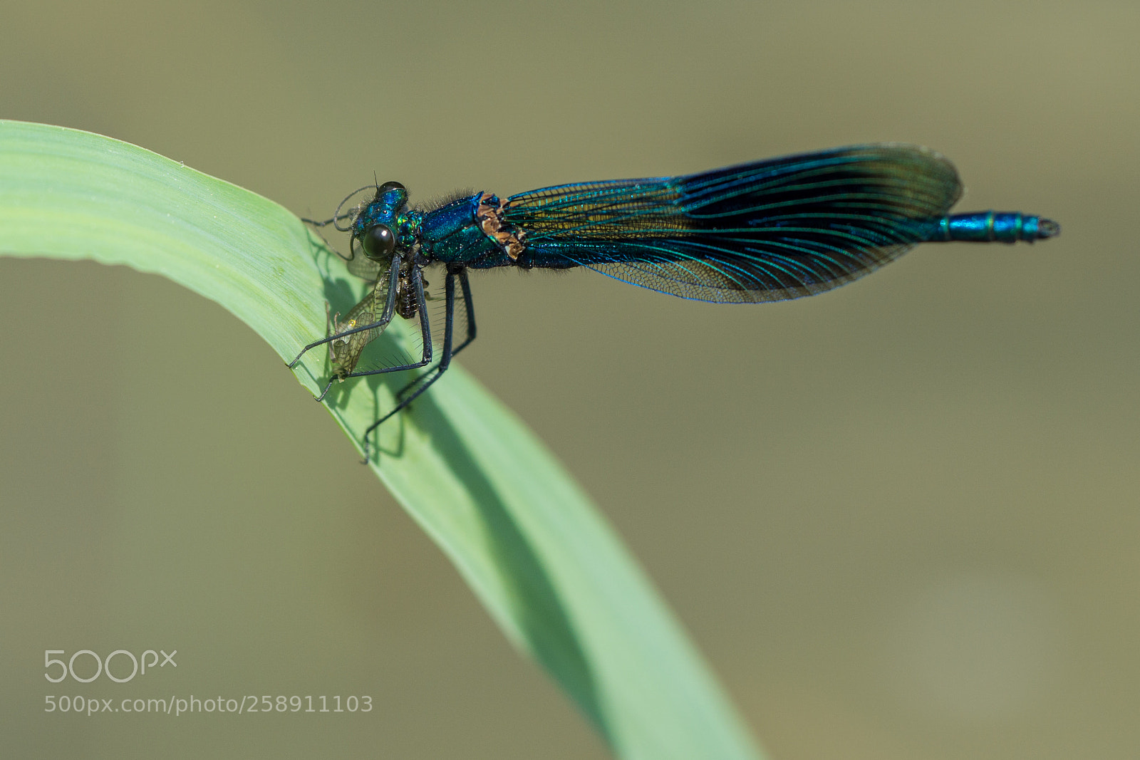 Sony a6000 sample photo. Beautiful demoiselle is eating photography