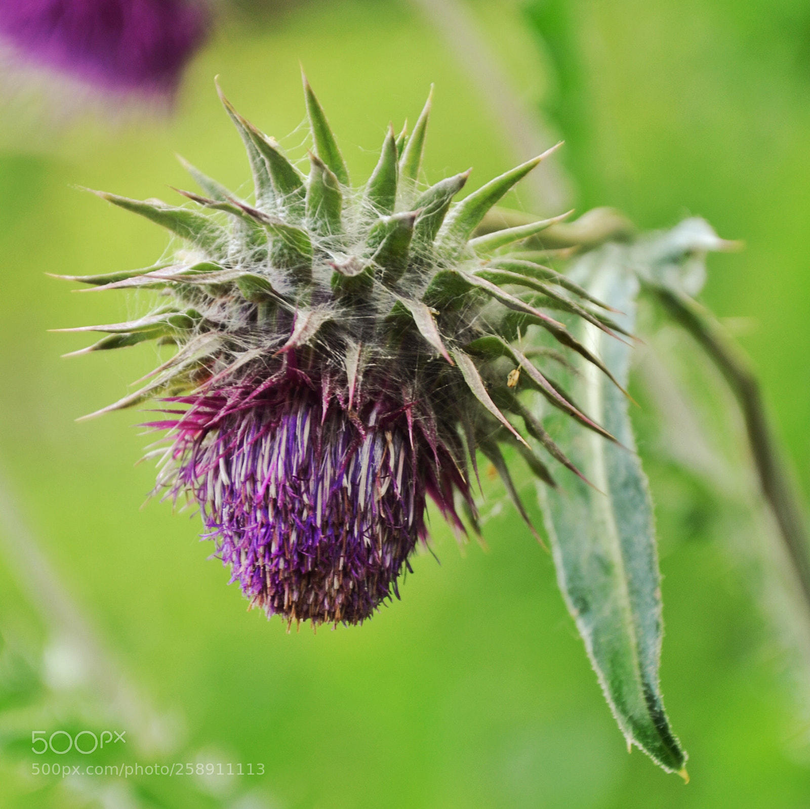Nikon D5100 sample photo. Spiky  photography