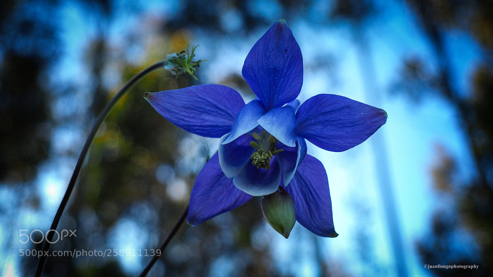 Olympus OM-D E-M10 II sample photo. Azul - blue photography