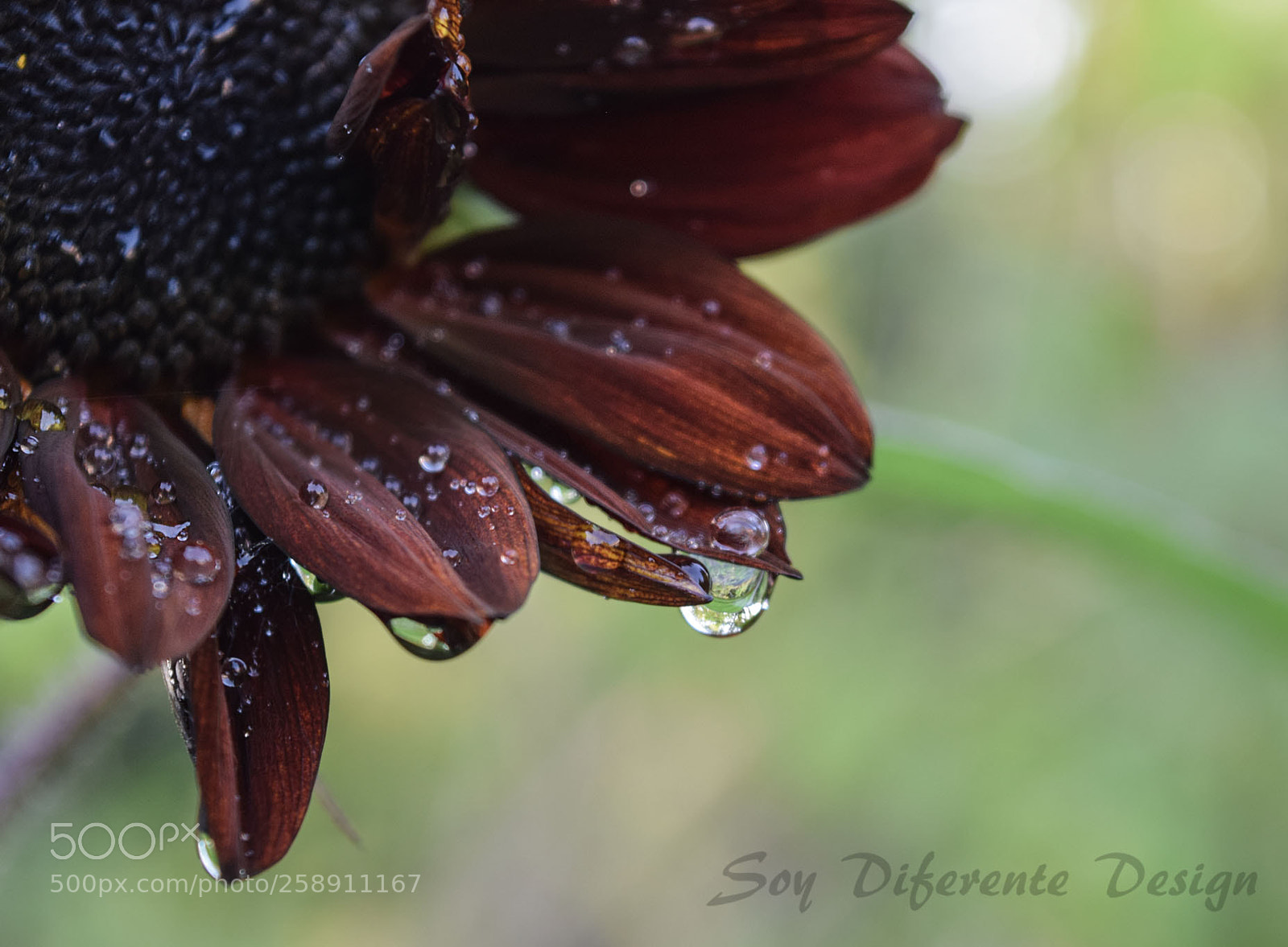 Nikon D3300 sample photo. Flower after rain photography