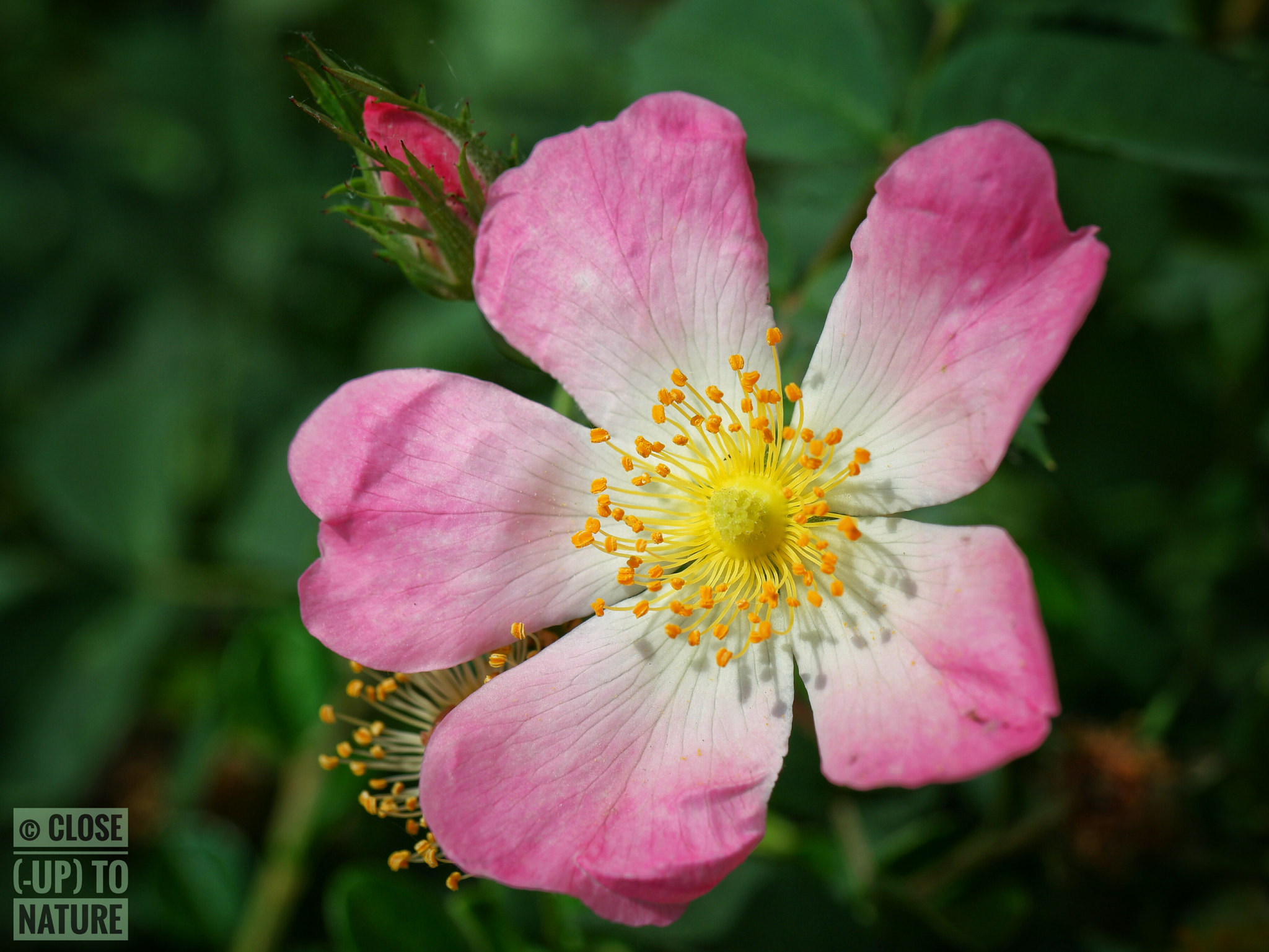 Samsung NX500 sample photo. Rosa canina (2) photography