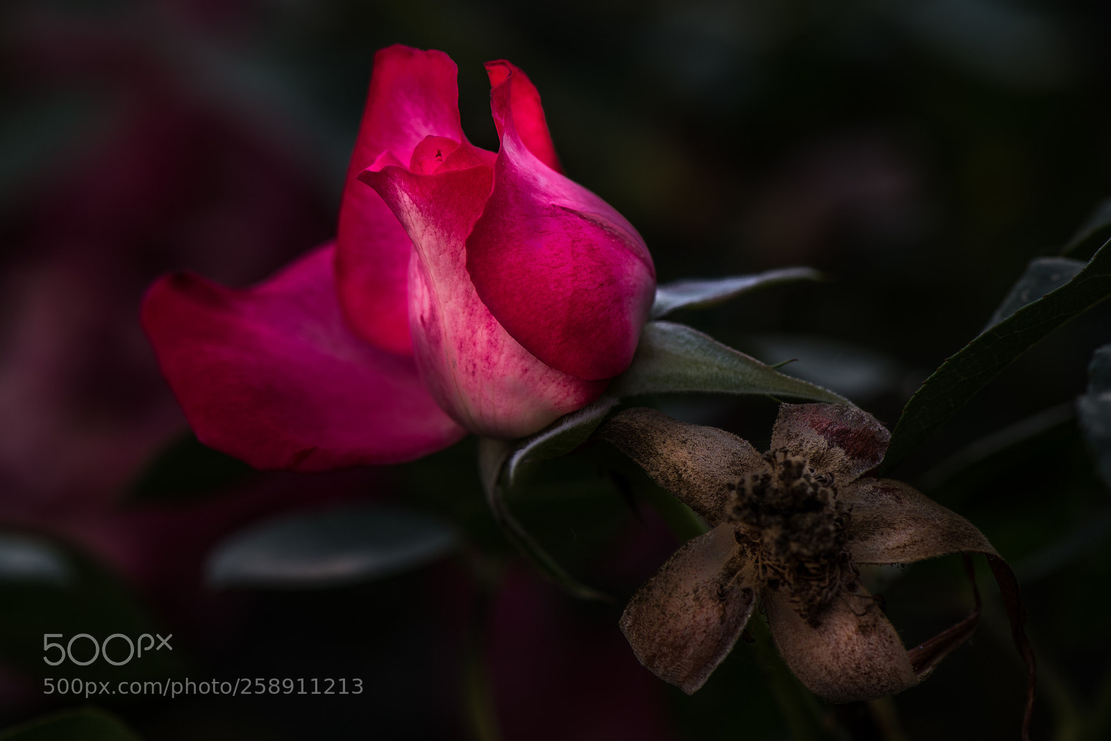 Nikon D850 sample photo. Red rose photography