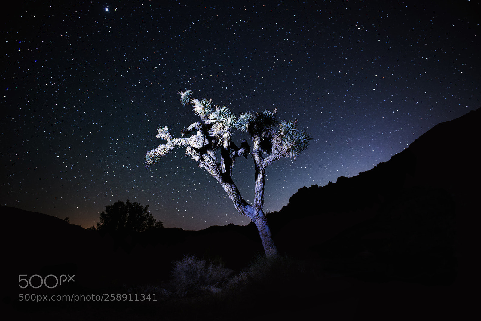 Nikon D800 sample photo. Joshua tree at night photography