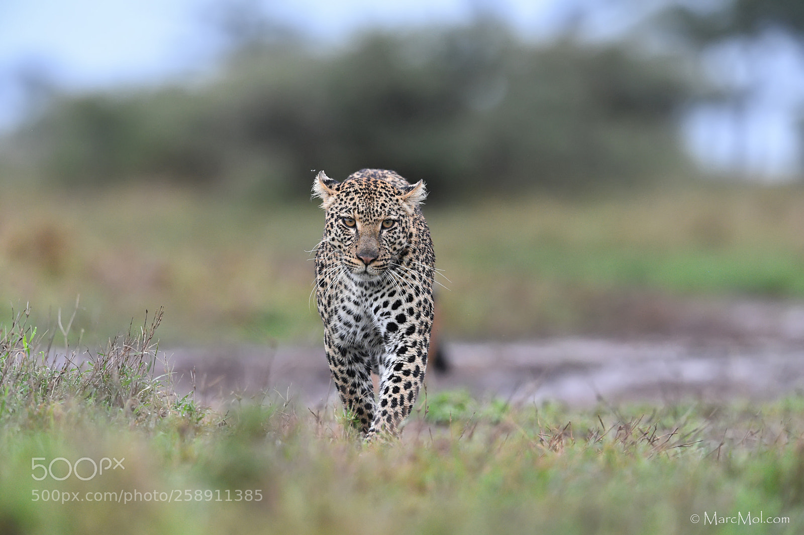 Nikon D5 sample photo. Back to my cubs photography
