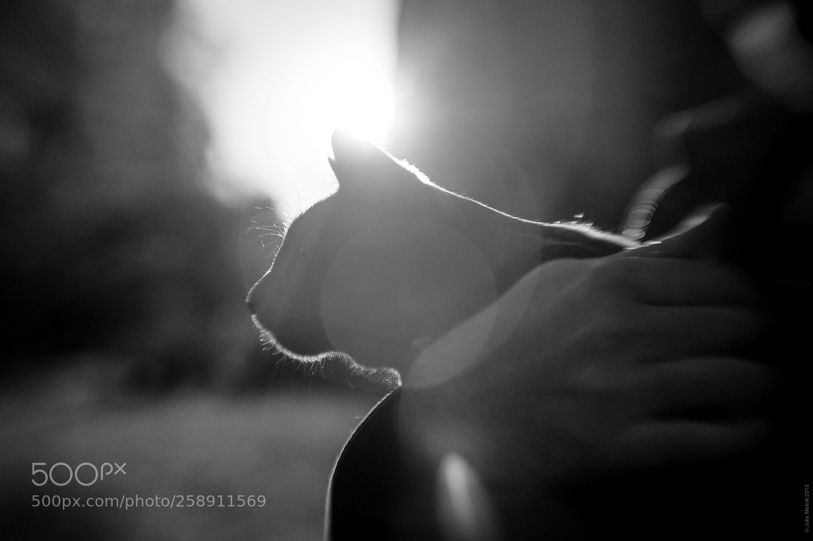 Fujifilm X-T10 sample photo. Sunset cat photography