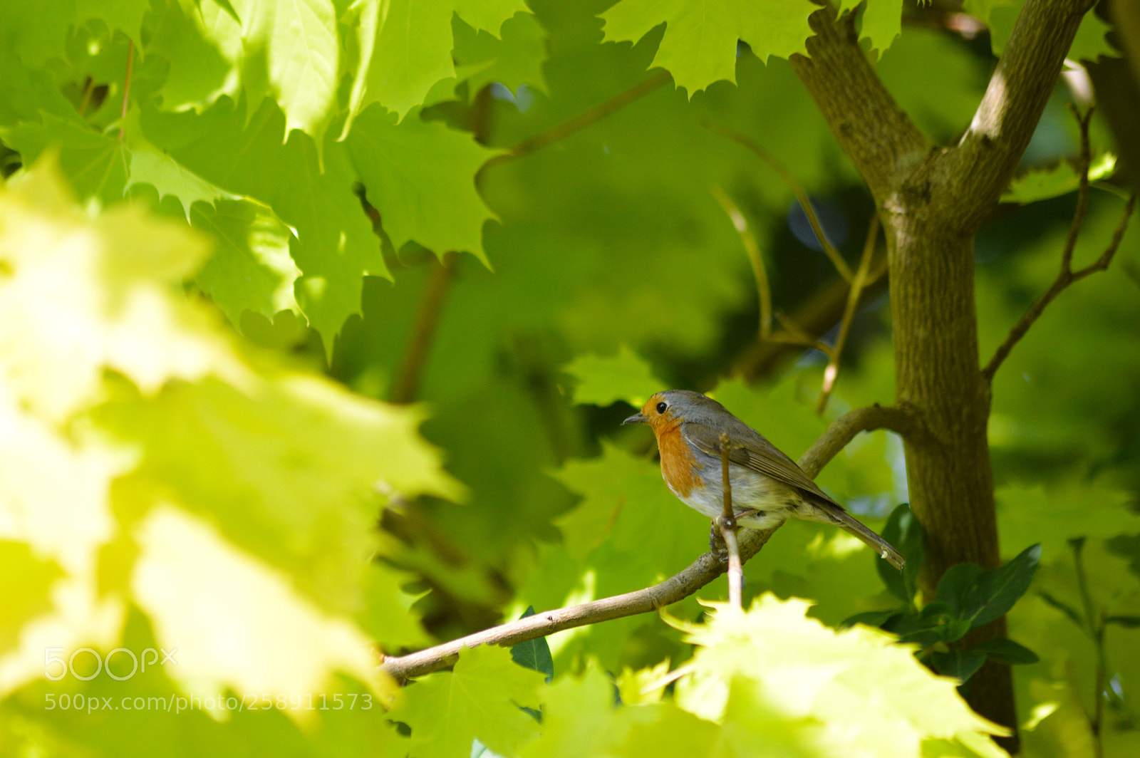 Nikon D3200 sample photo. Our robin photography
