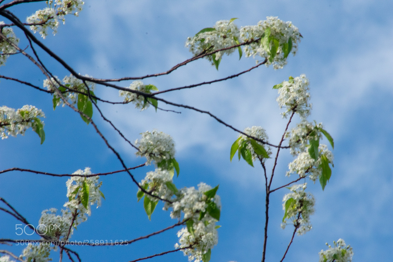Nikon D3400 sample photo. Apple blossoms photography
