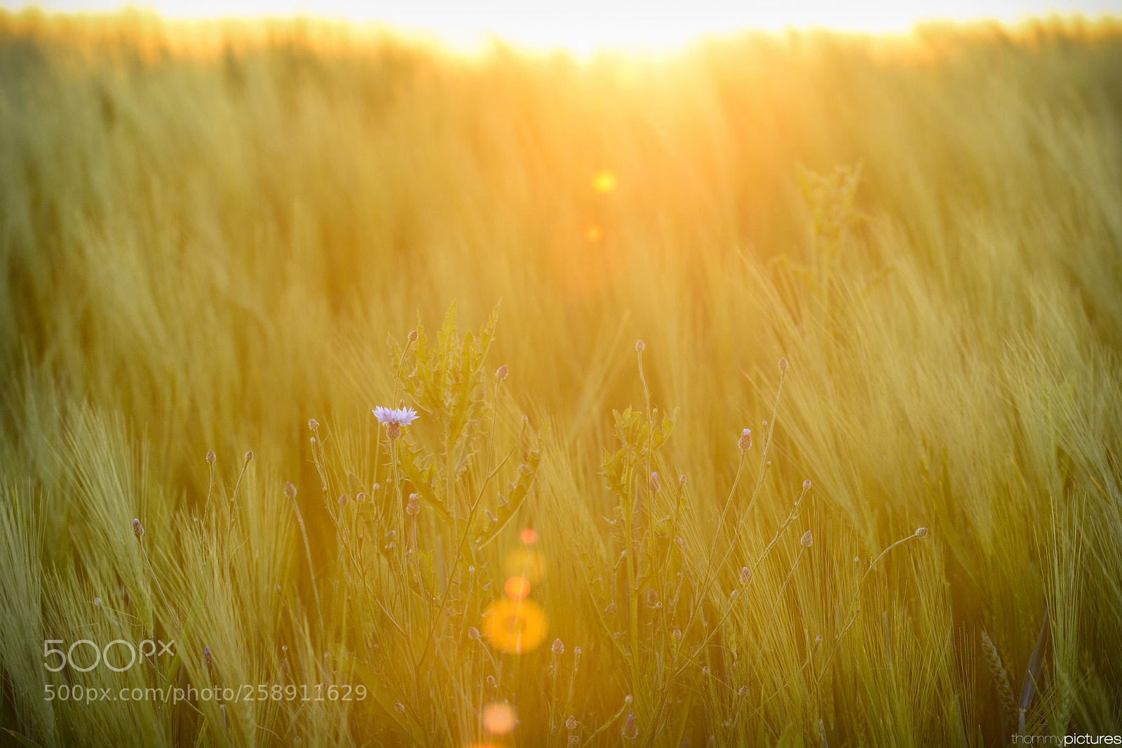 Nikon D7100 sample photo. The kornflower in the photography