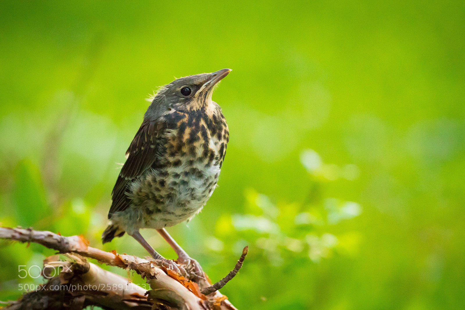 Canon EOS 7D Mark II sample photo. Fieldfare photography