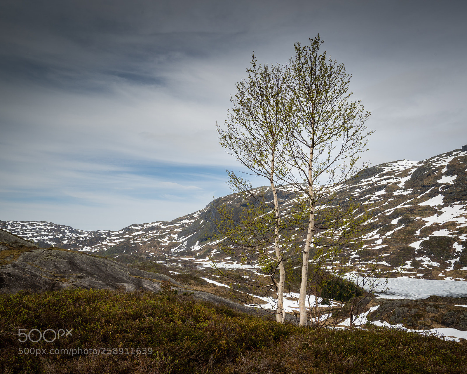 Sony a7 III sample photo. Proud birch photography