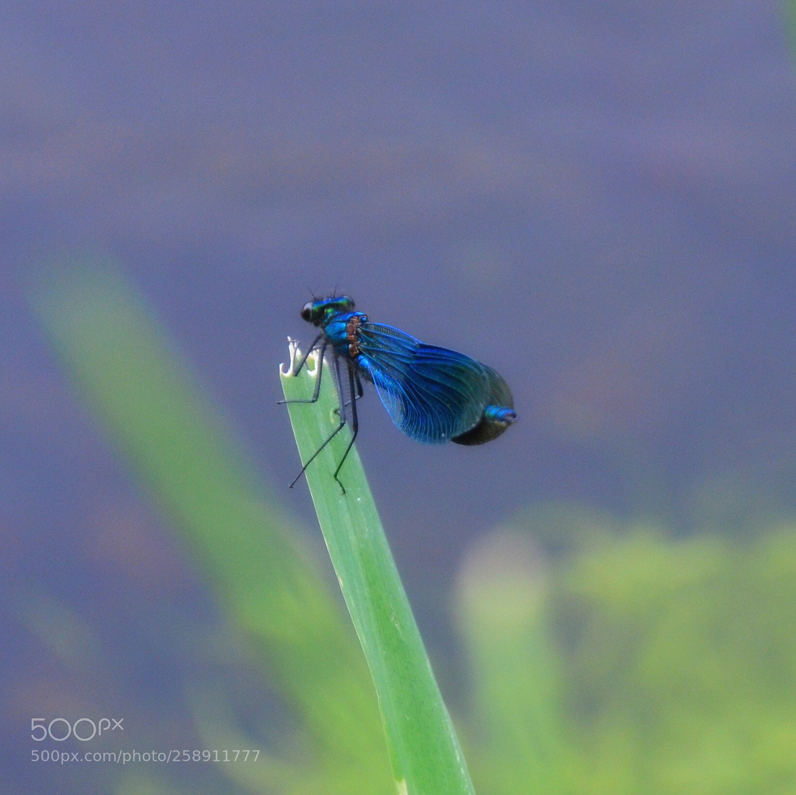 Nikon D5100 sample photo. Blue animal photography