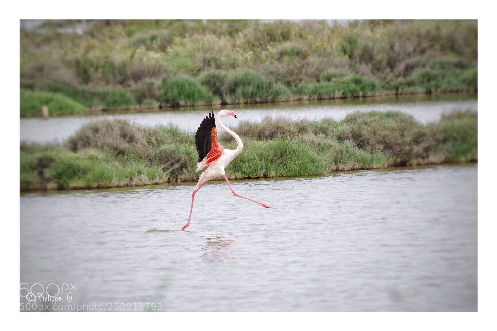 Pentax K-70 sample photo. La danse du flamand photography
