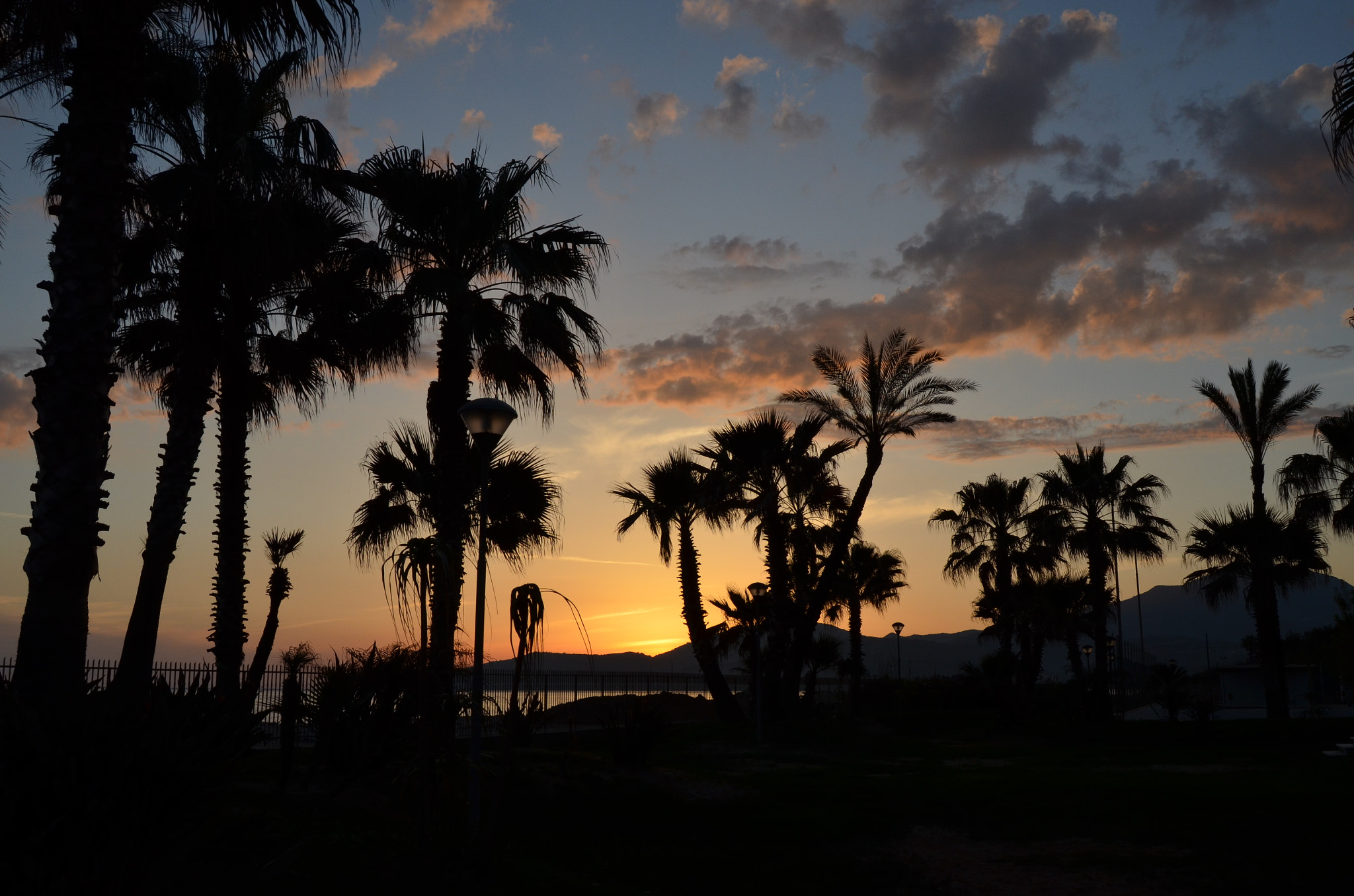 Nikon D5100 sample photo. Sunshine ... palms photography