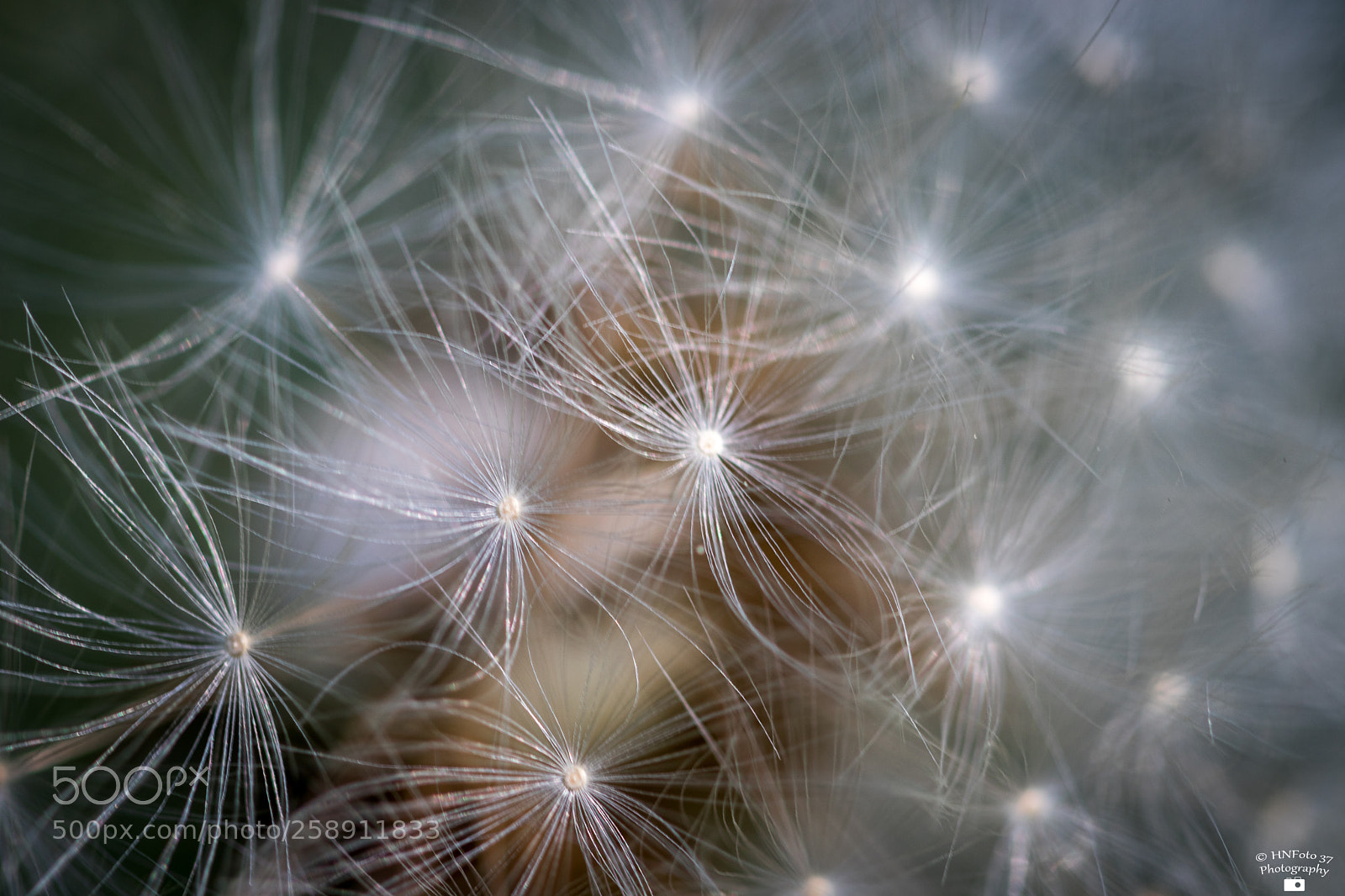 Canon EOS 80D sample photo. Pusteblume / dandelion photography