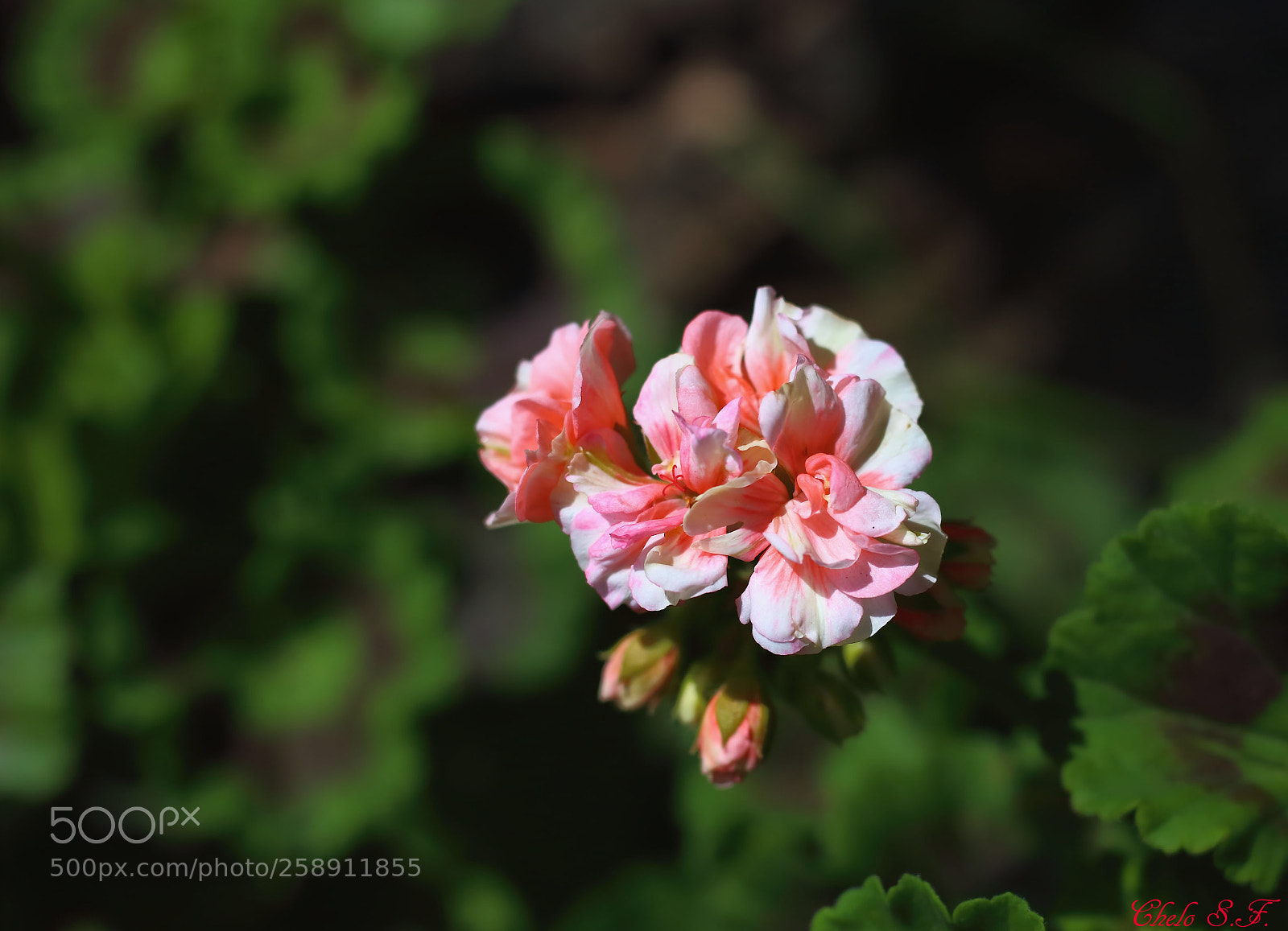 Canon EOS 6D sample photo. Untitled photography